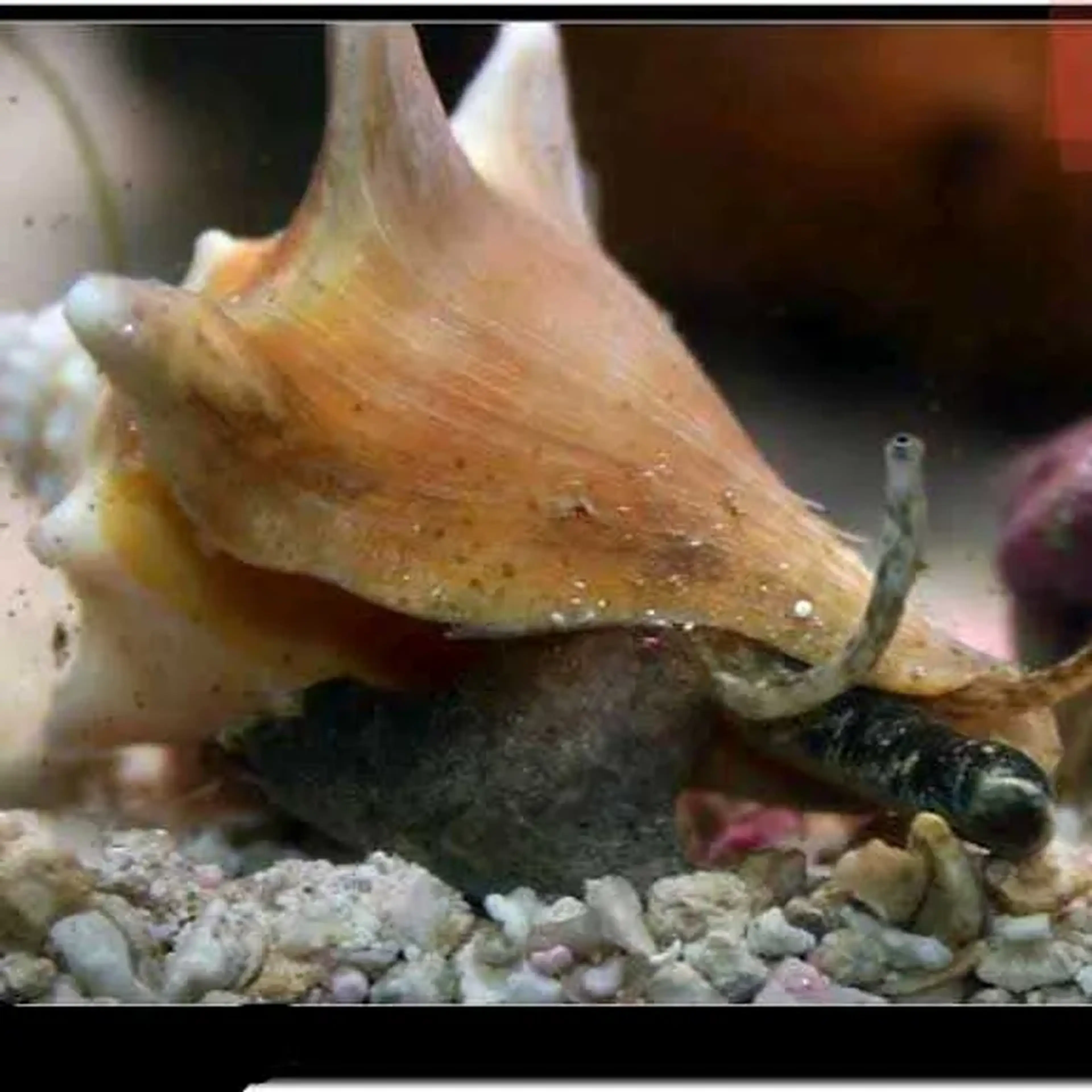 ORANGE SNAIL imagem