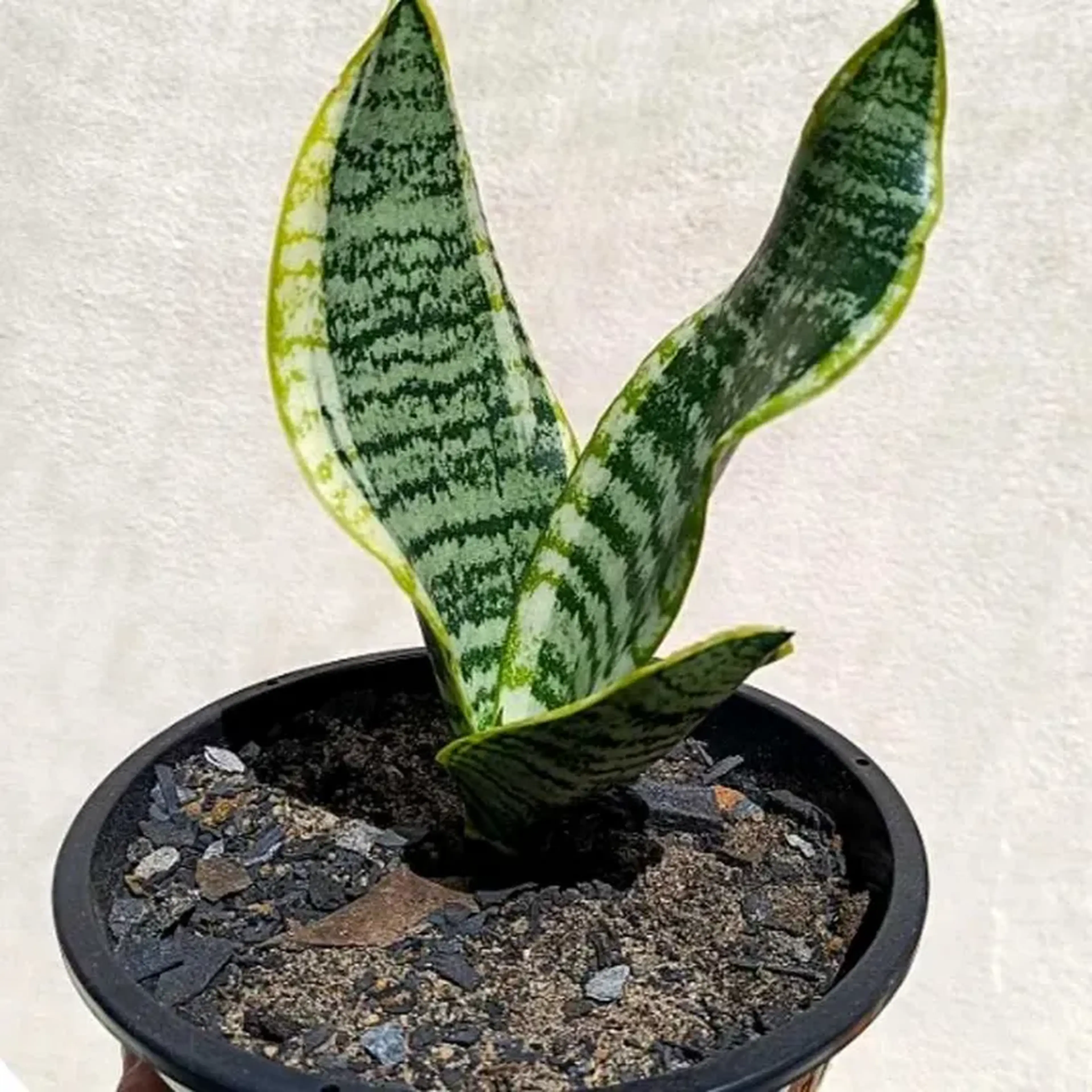 Espada de Santa Barbara imagem