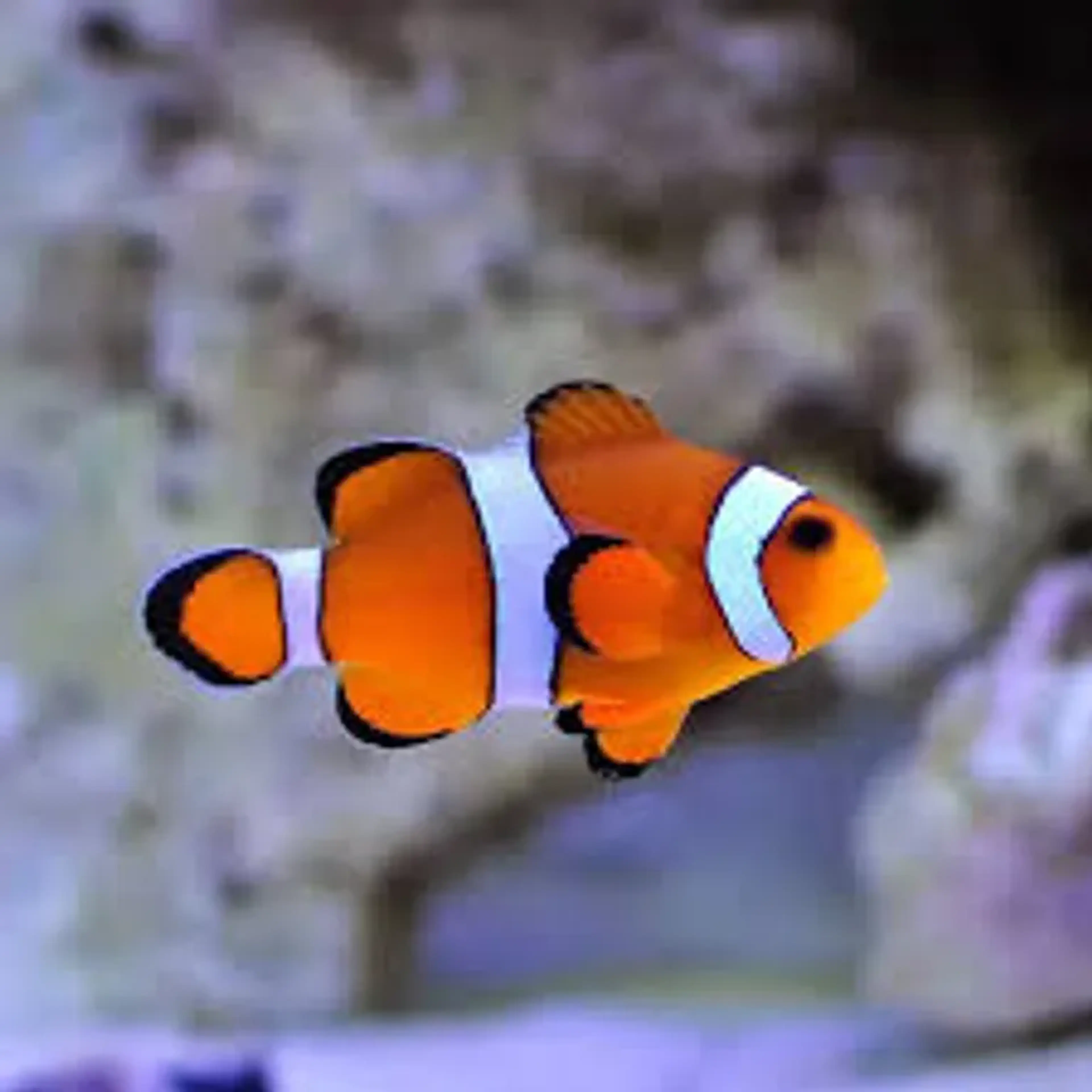 OCELLARIS COMUM (PEIXE PALHAÇO, NEMO) imagem