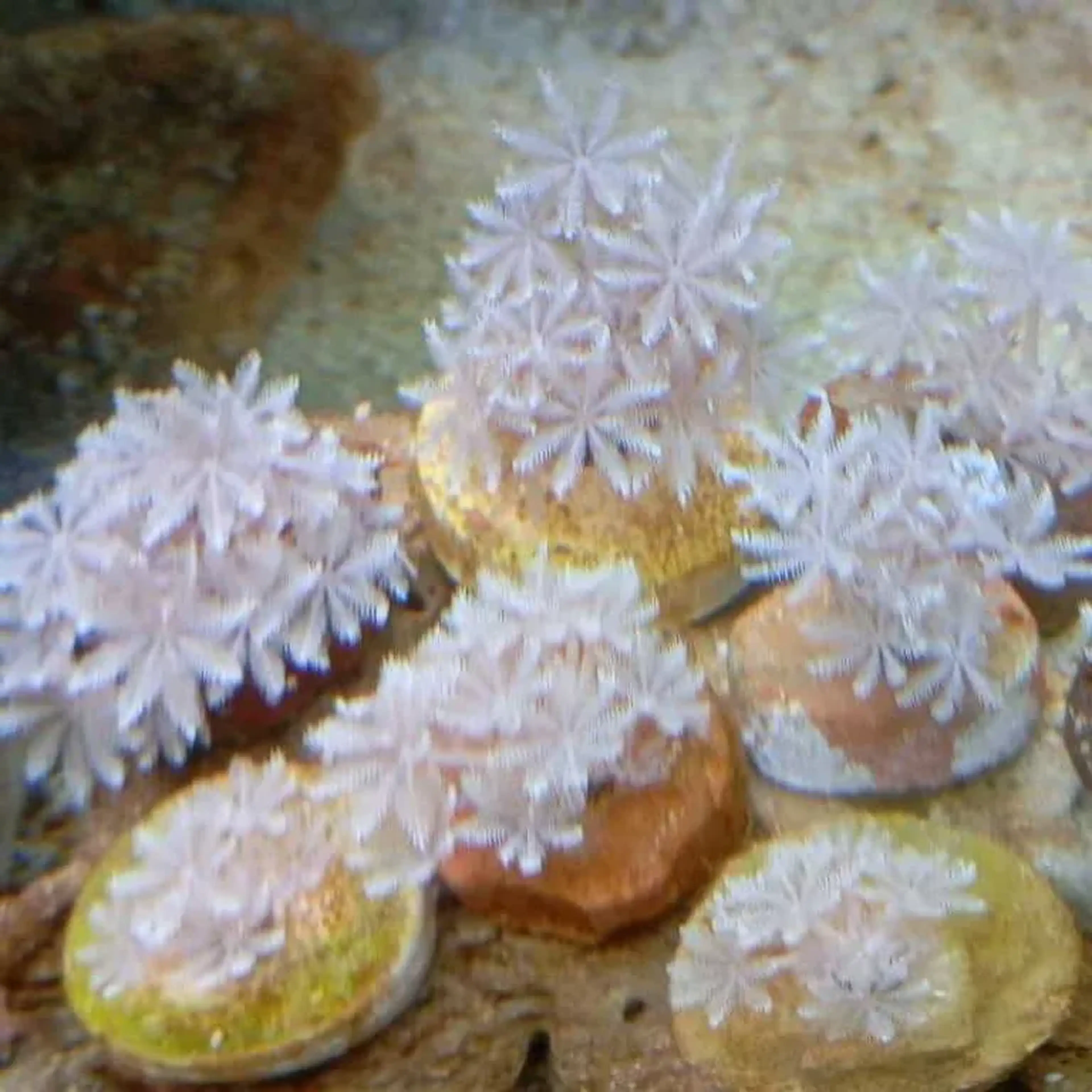 XÊNIA POMPOM imagem