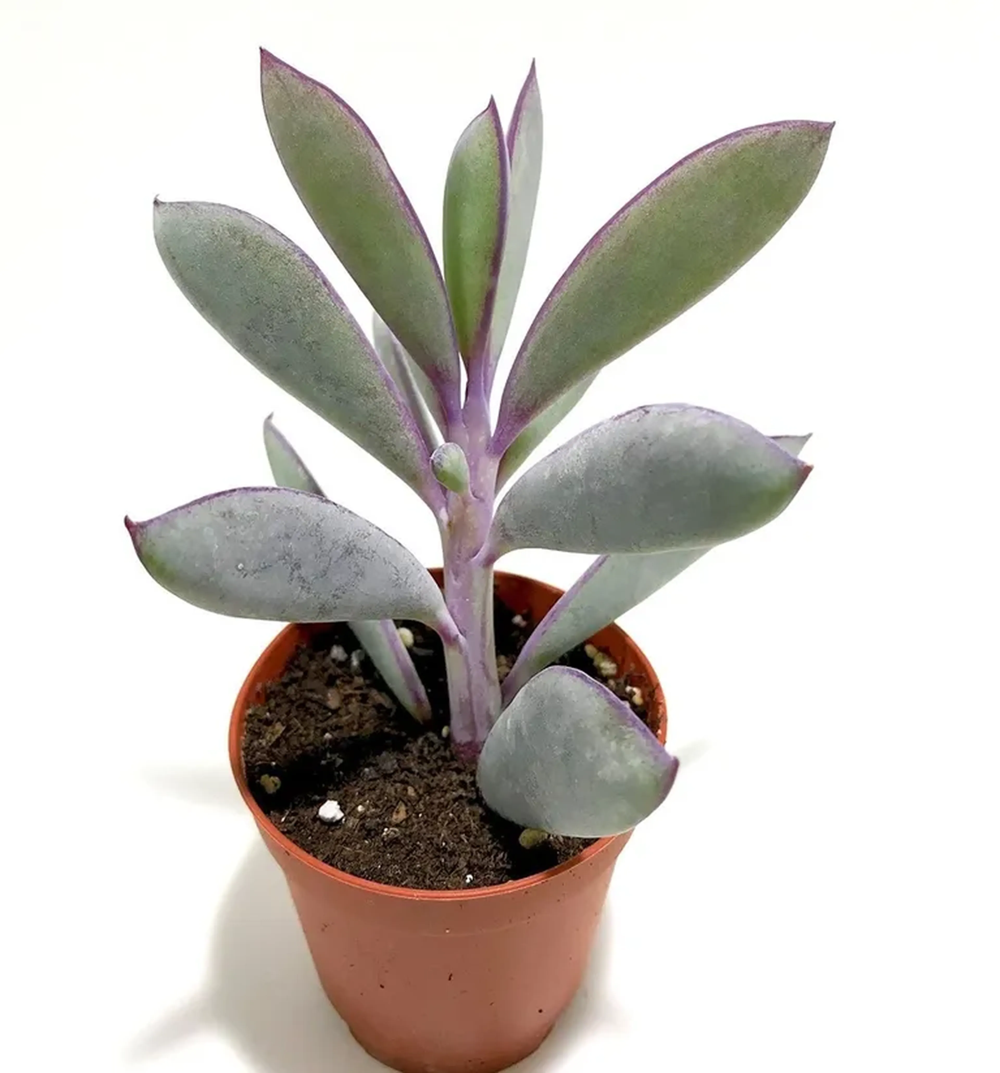 Senecio crassissimus (muda enraizada) imagem