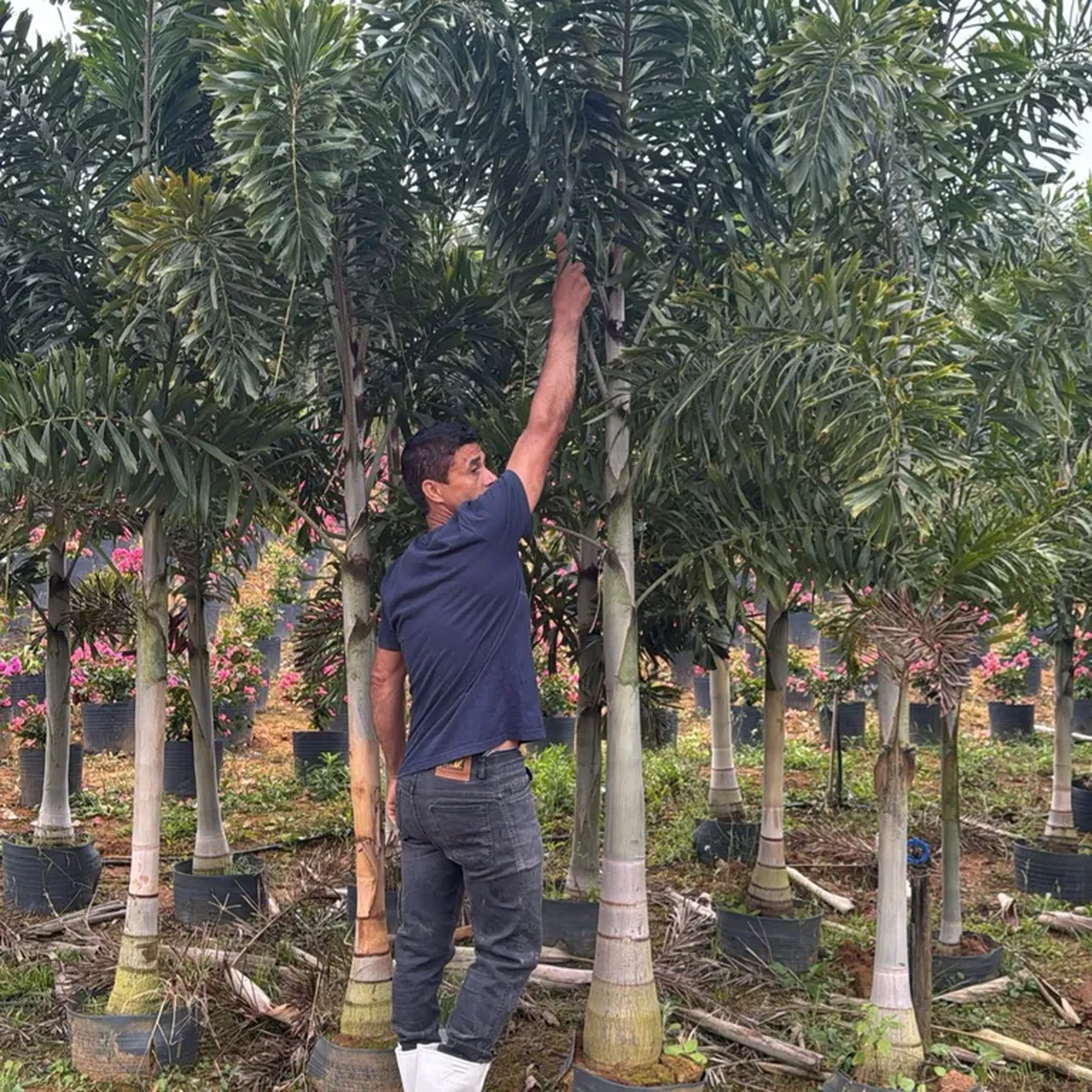 Palmeira Rabo de raposa (G)3 metros imagem