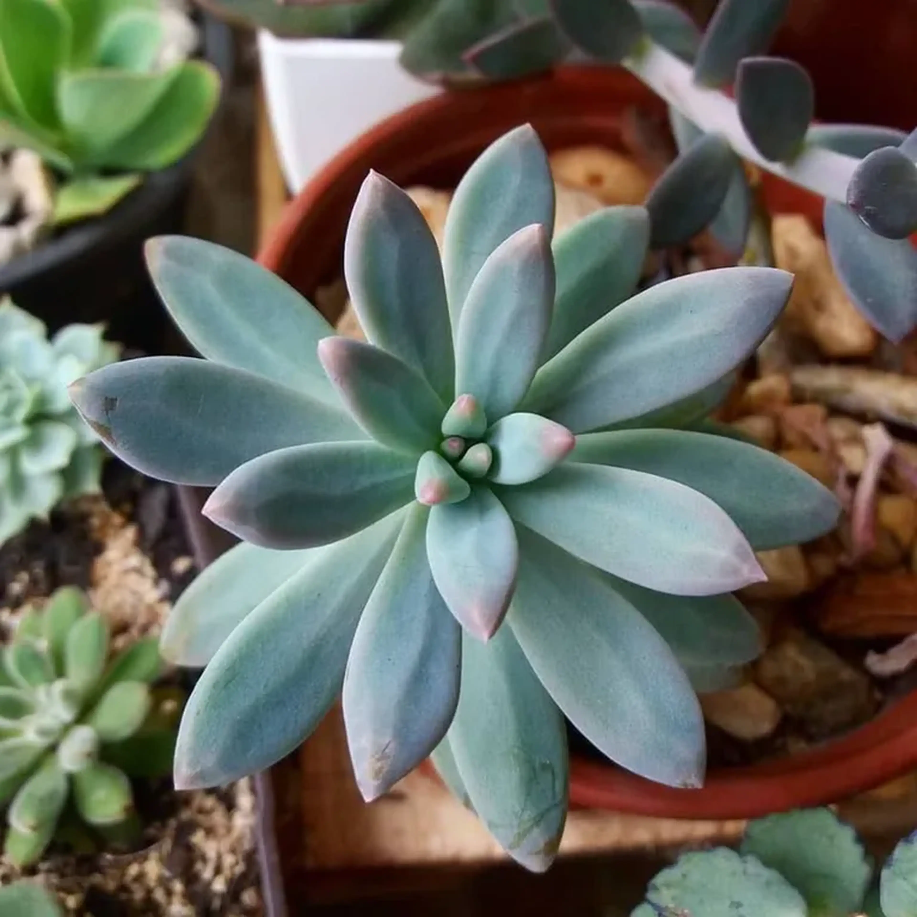 Graptosedum Francesco Baldi (muda enraizada) imagem