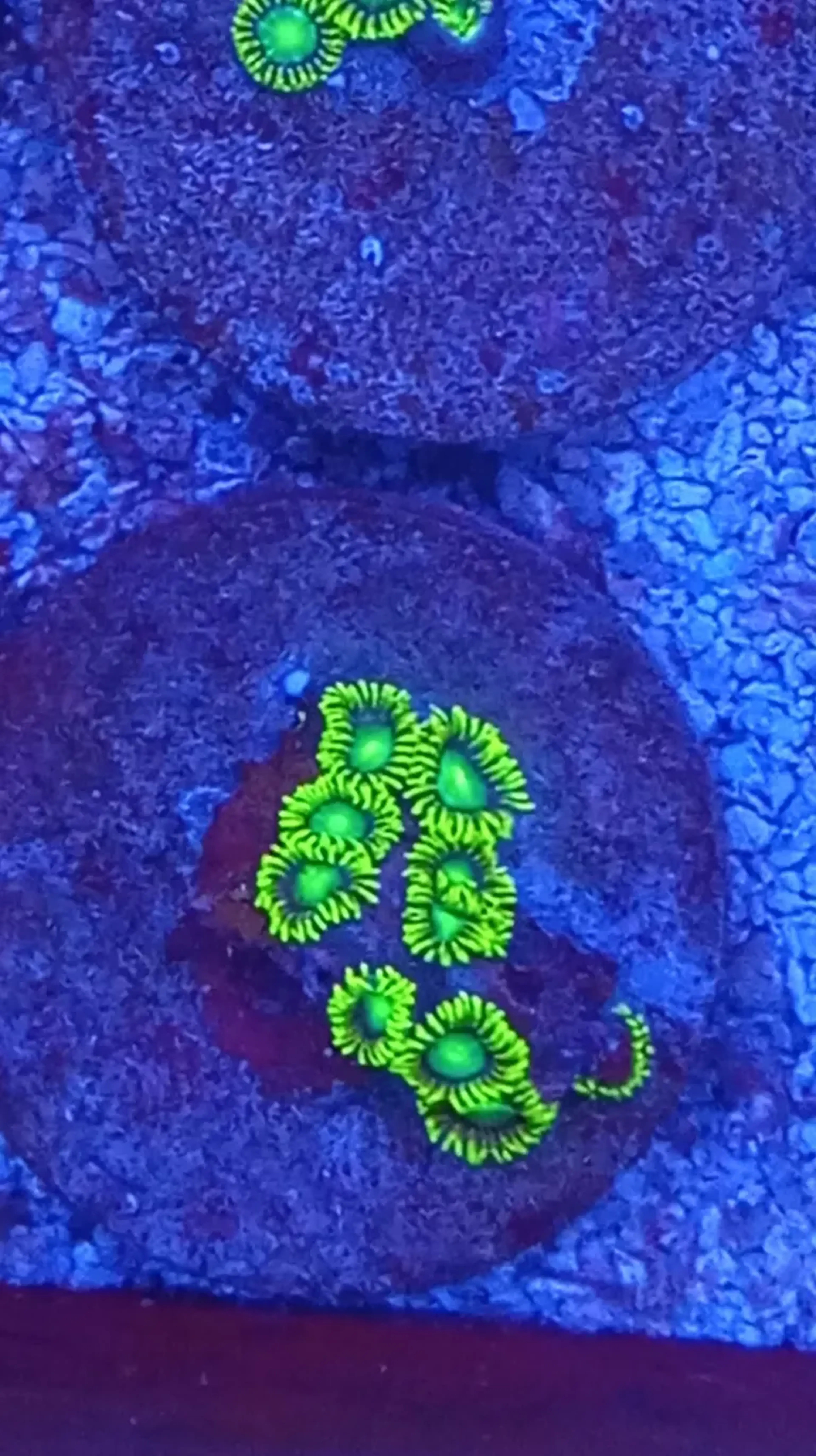 ZOANTHUS RADIOACTIVE GREEN imagem