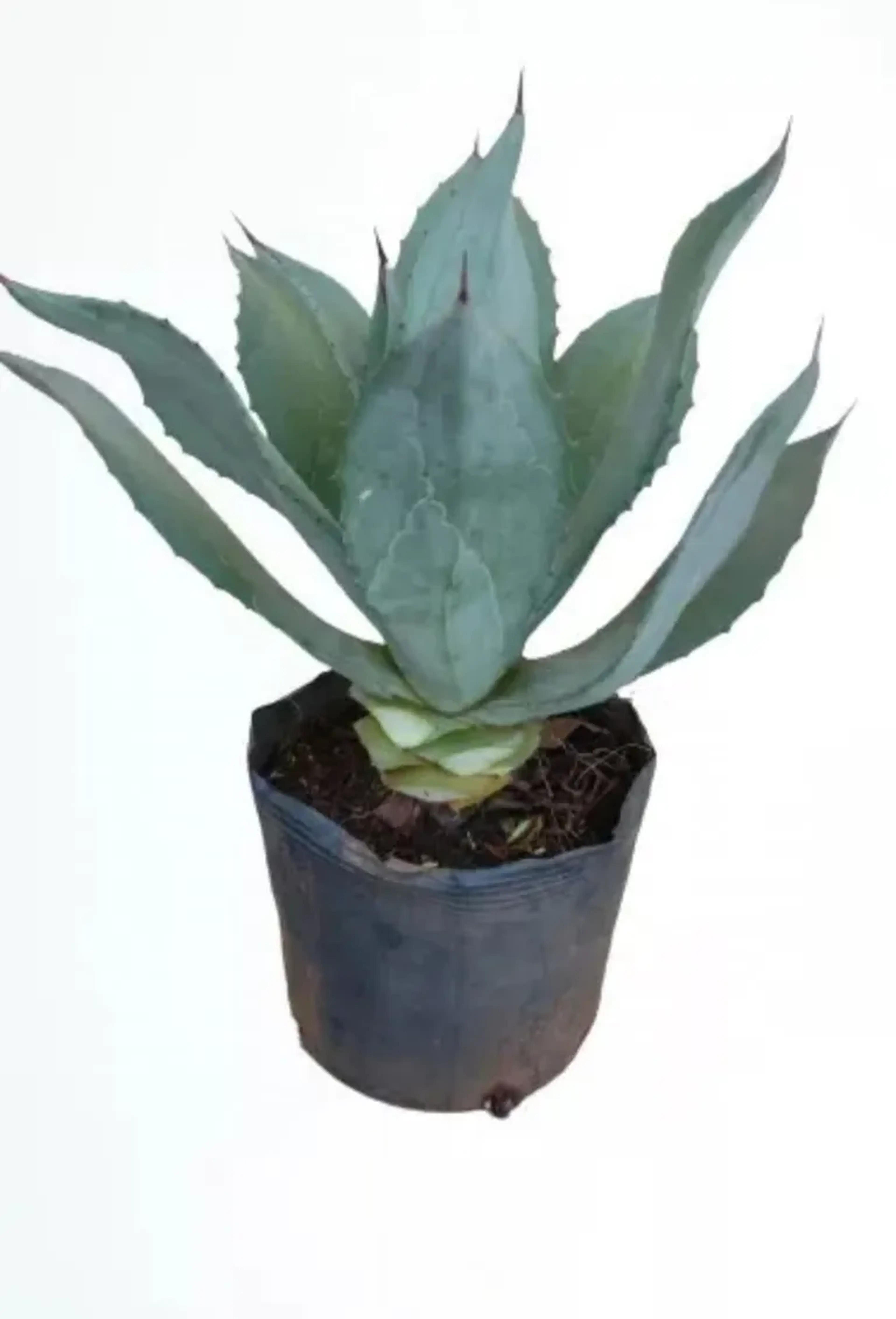 Muda de Agave Americana imagem