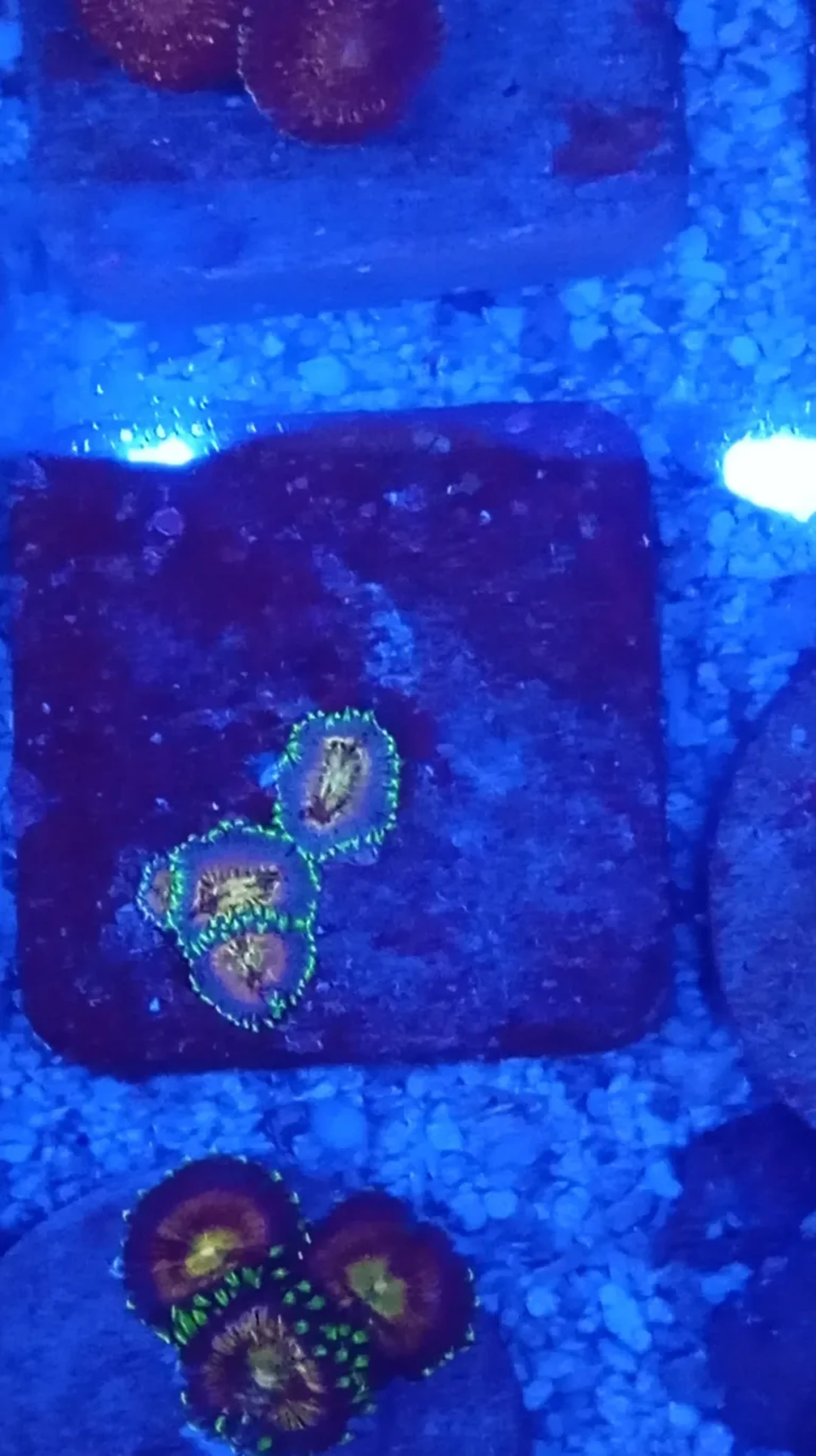 ZOANTHUS PINK MINEFIELD imagem
