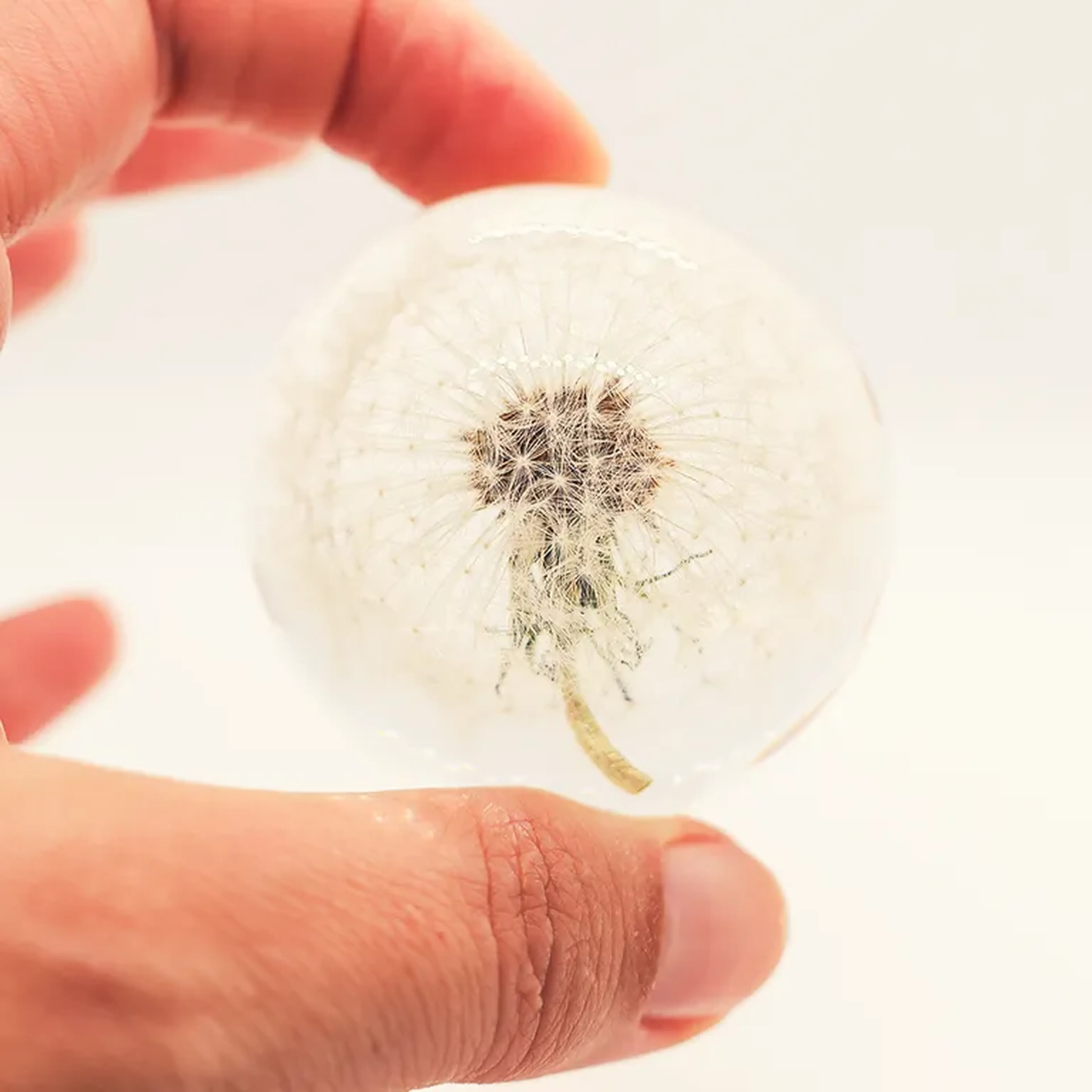 Domo M - Dente de Leão imagem