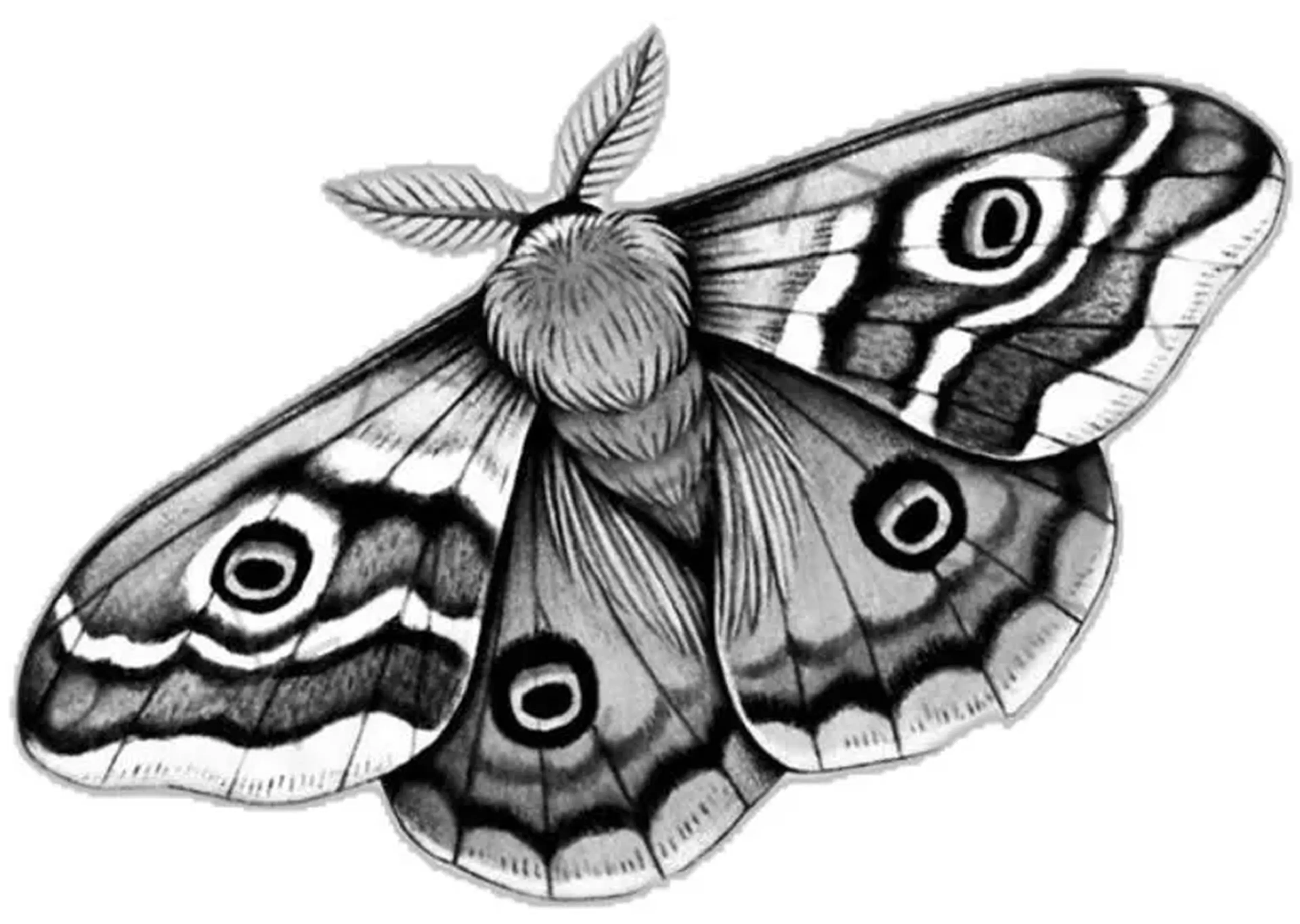 Mariposa - (Valor Promocional) - Leia a descrição imagem