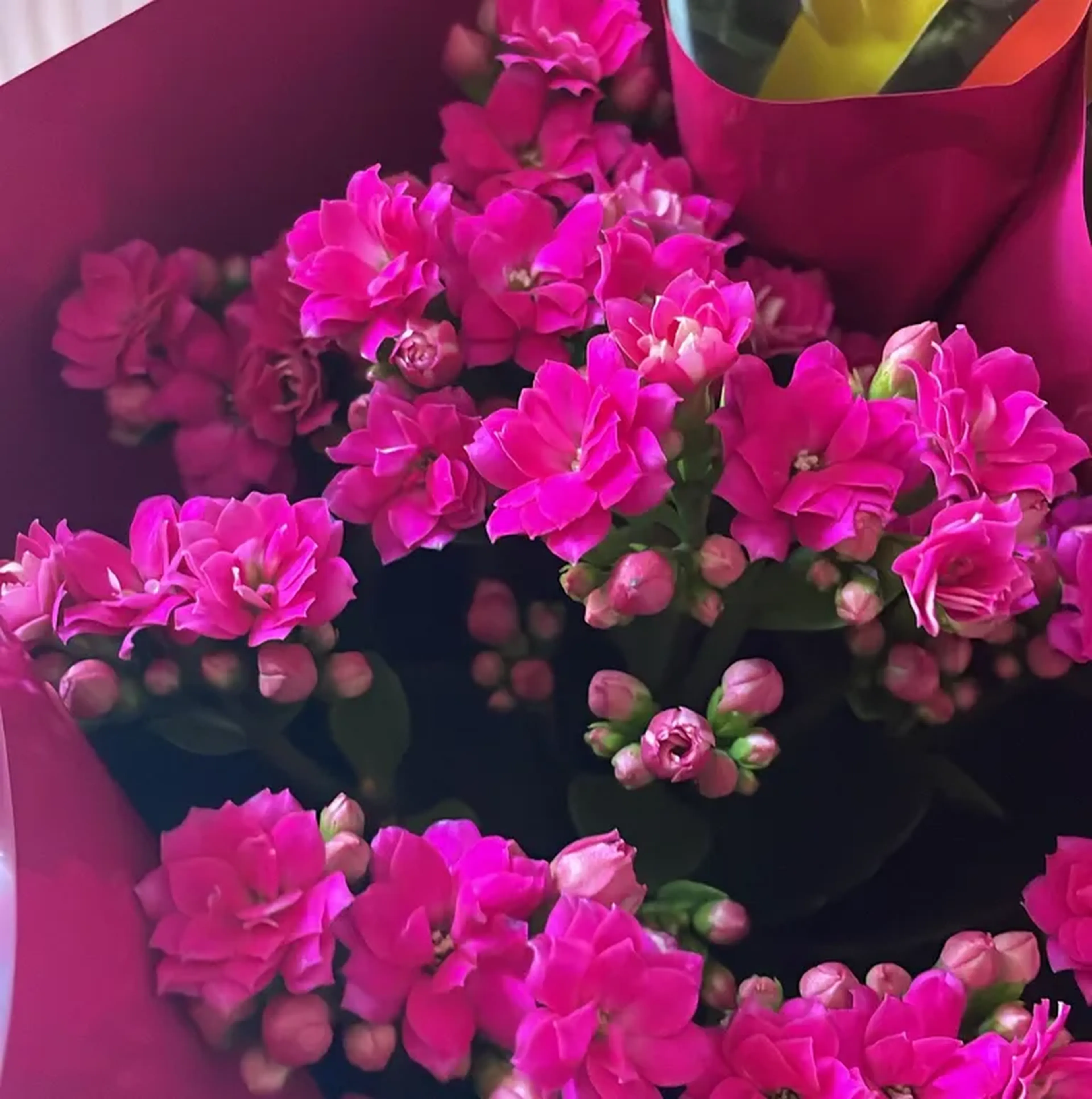 kalandiva pequena imagem