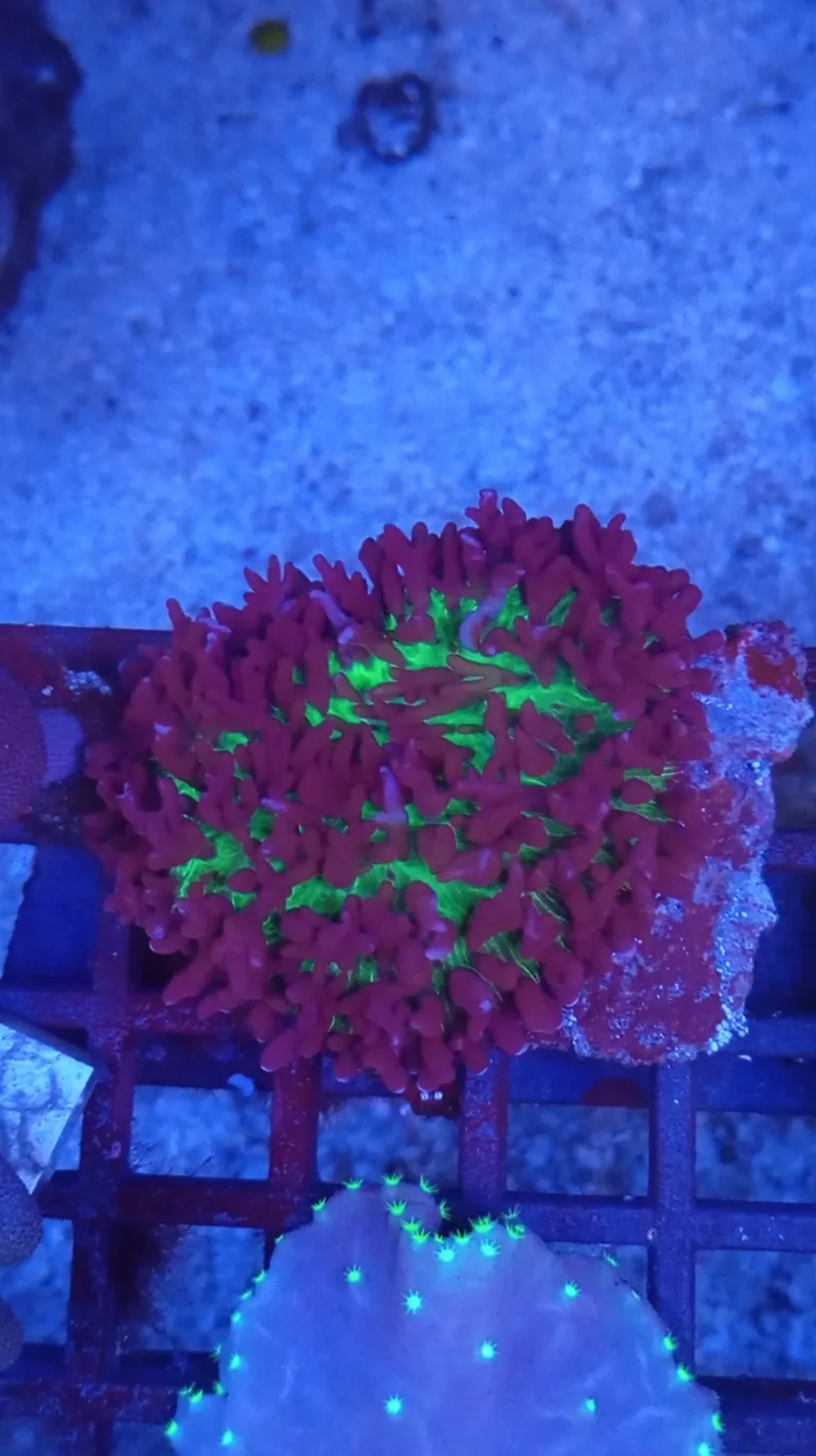 RHODACTYLIS ULTRA STRAWBERRY imagem