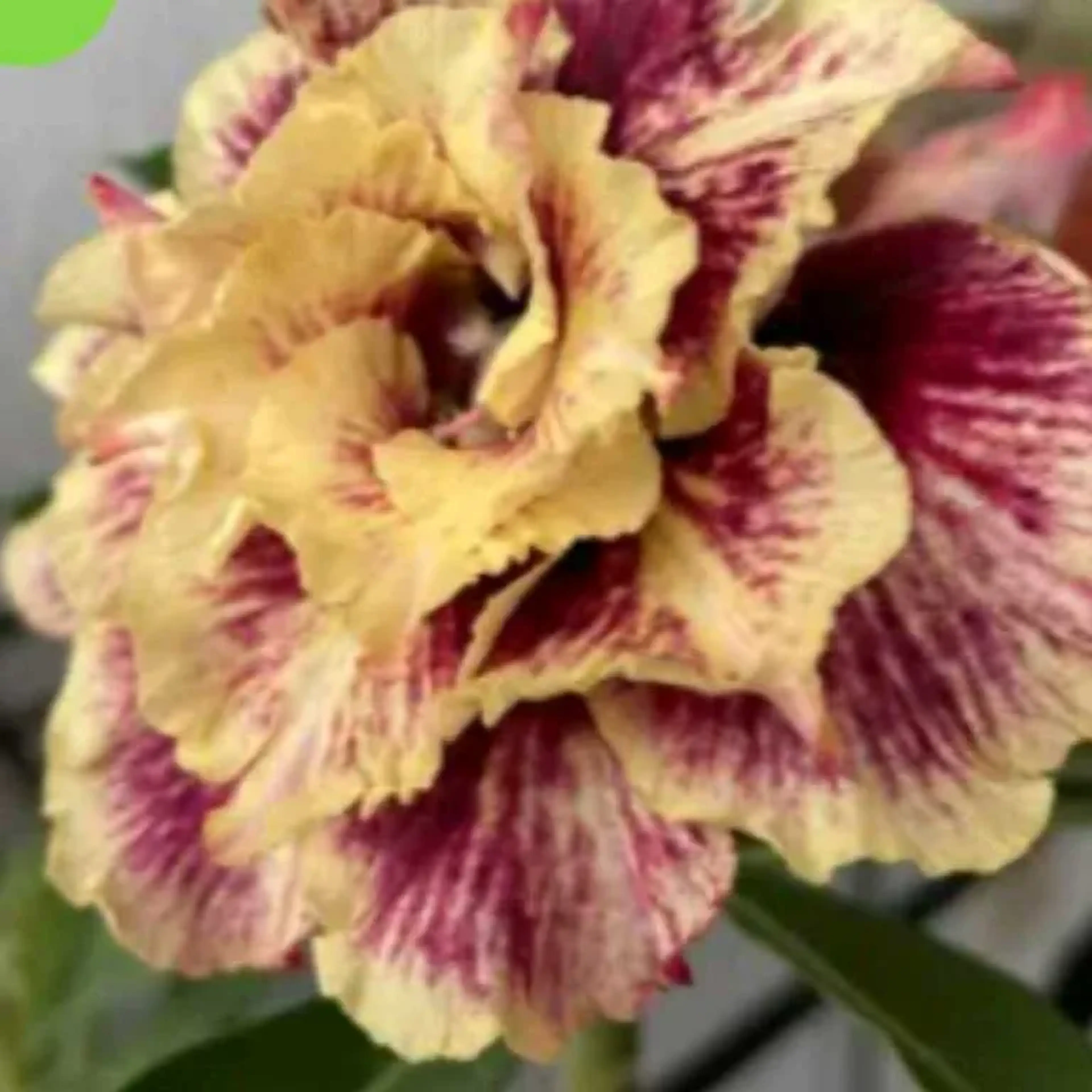 Rosa do Deserto Golden Faith imagem