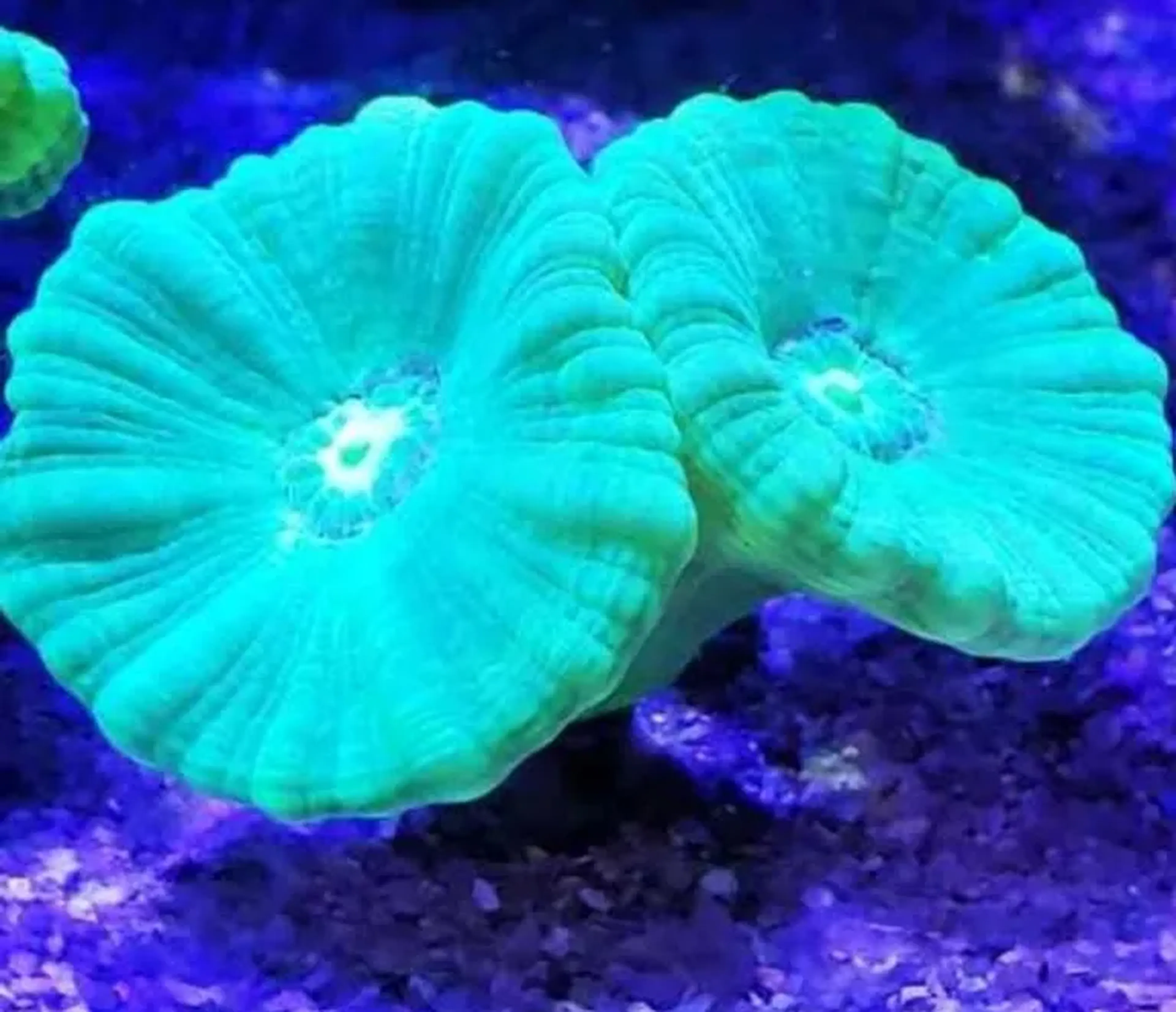 Trumpet Green valor 1 boca imagem