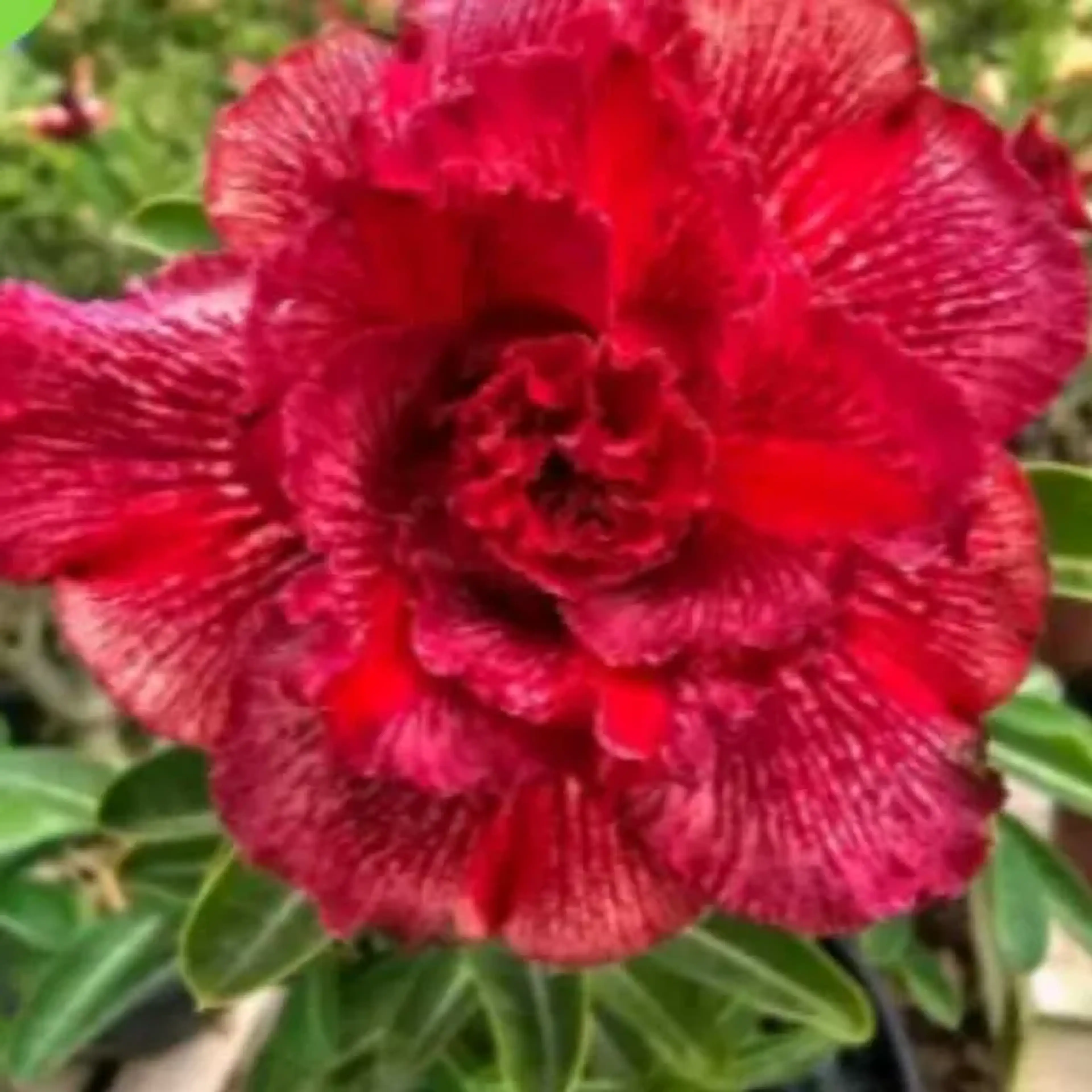 Rosa do Deserto KR 314 imagem
