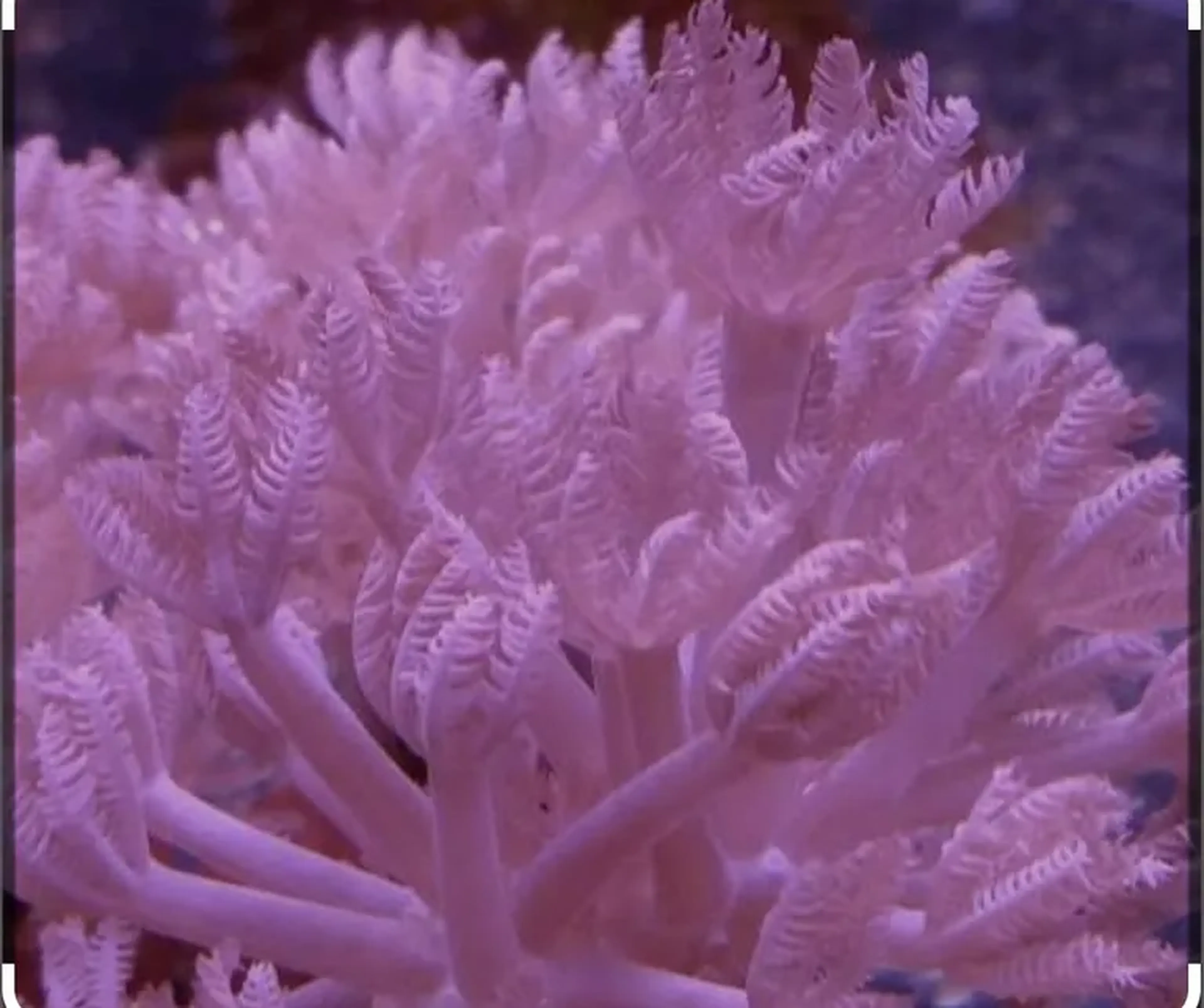 Pompom (muda ) imagem