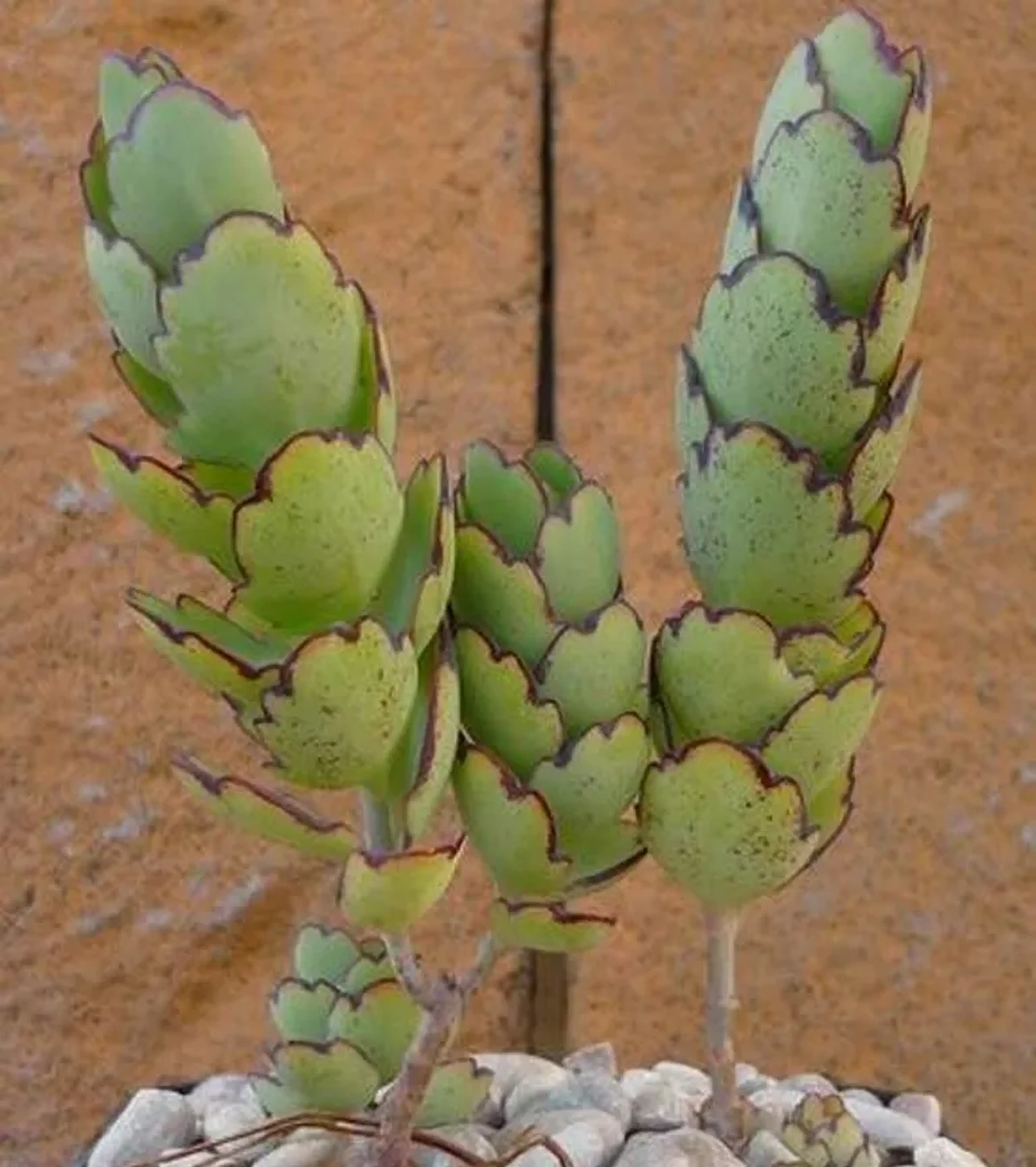 Kalanchoe laxiflora (muda enraizada) imagem