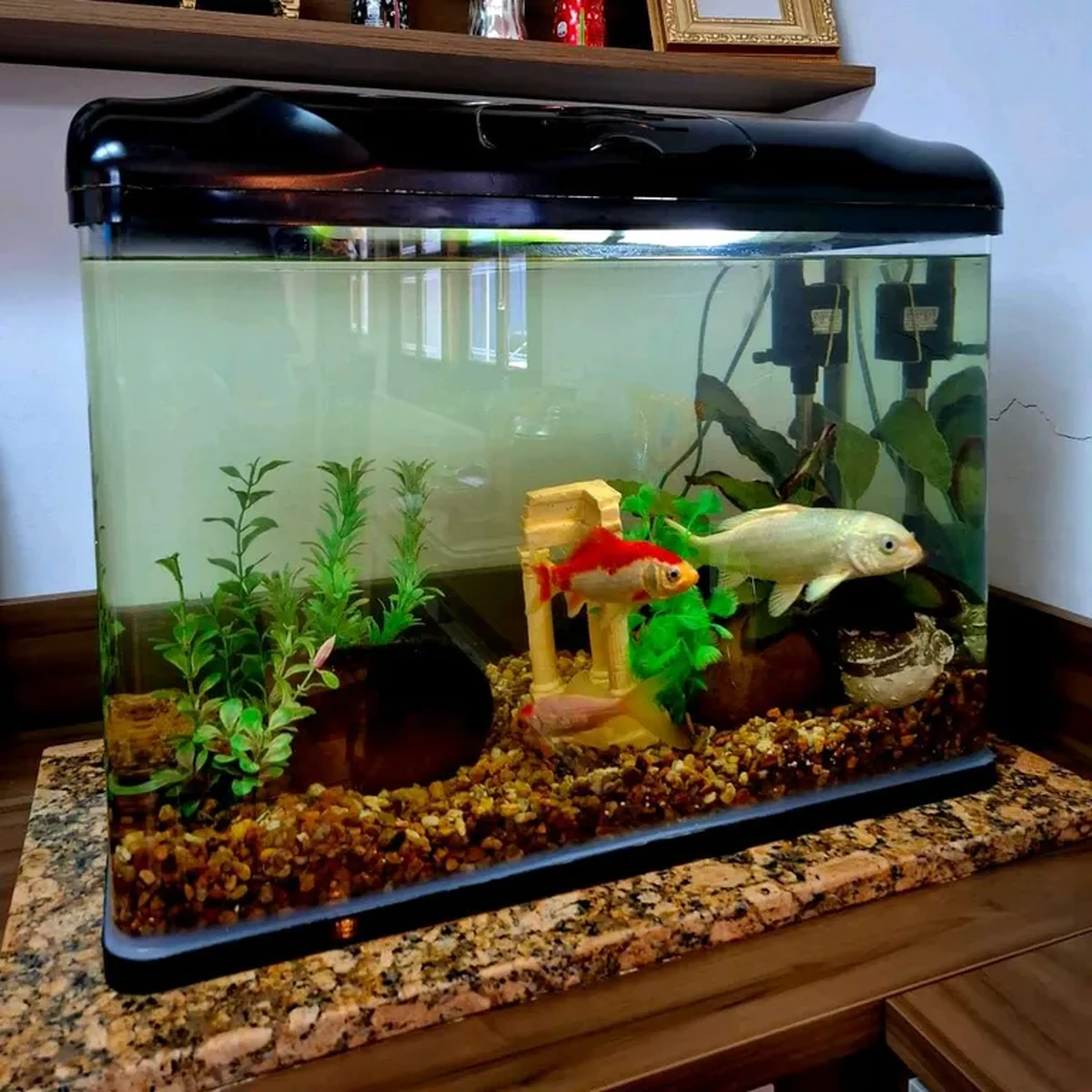 MANUTENÇÃO EM AQUÁRIO DE ÁGUA DOCE imagem