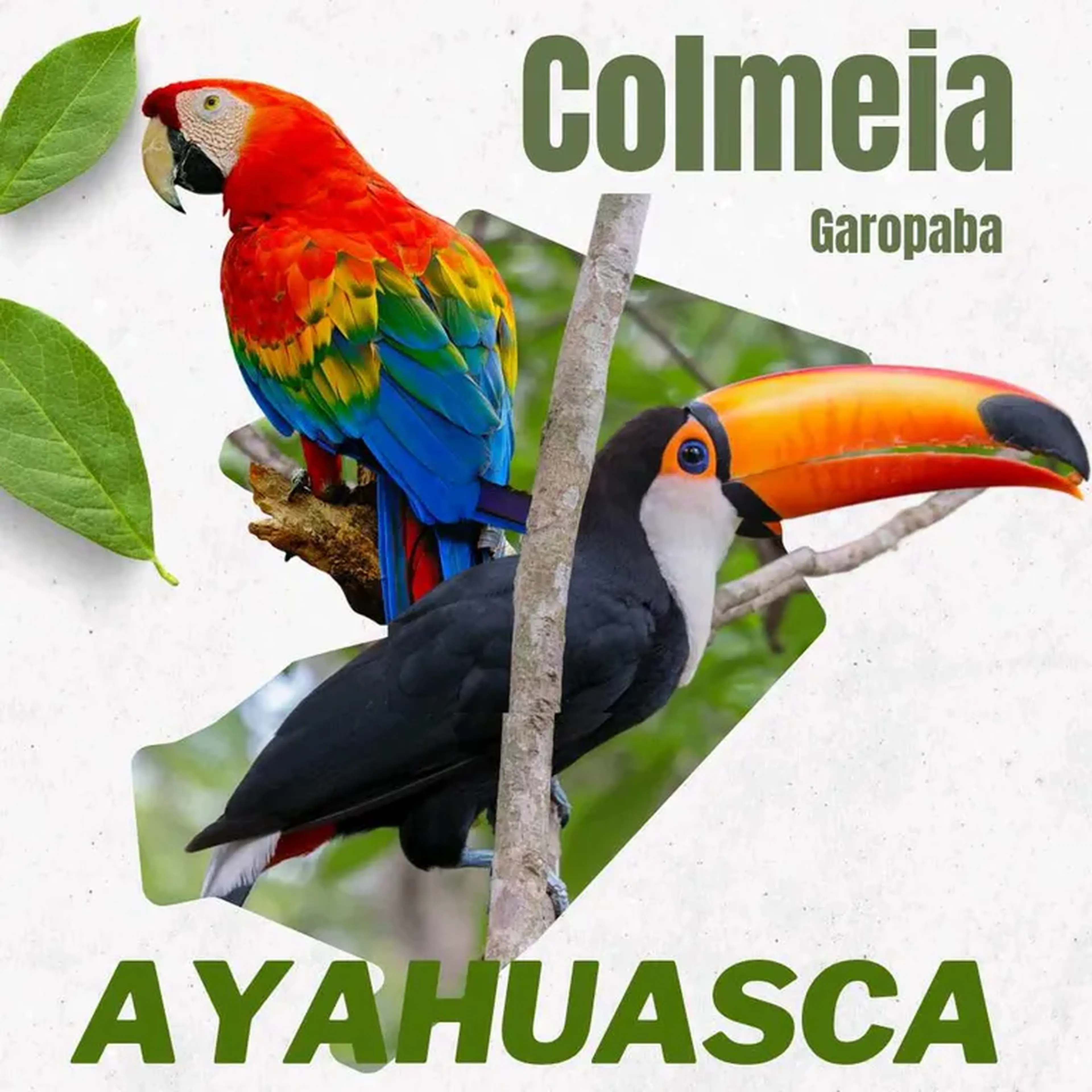 Cerimônia de Ayahuasca na mata - 14 fevereiro imagem