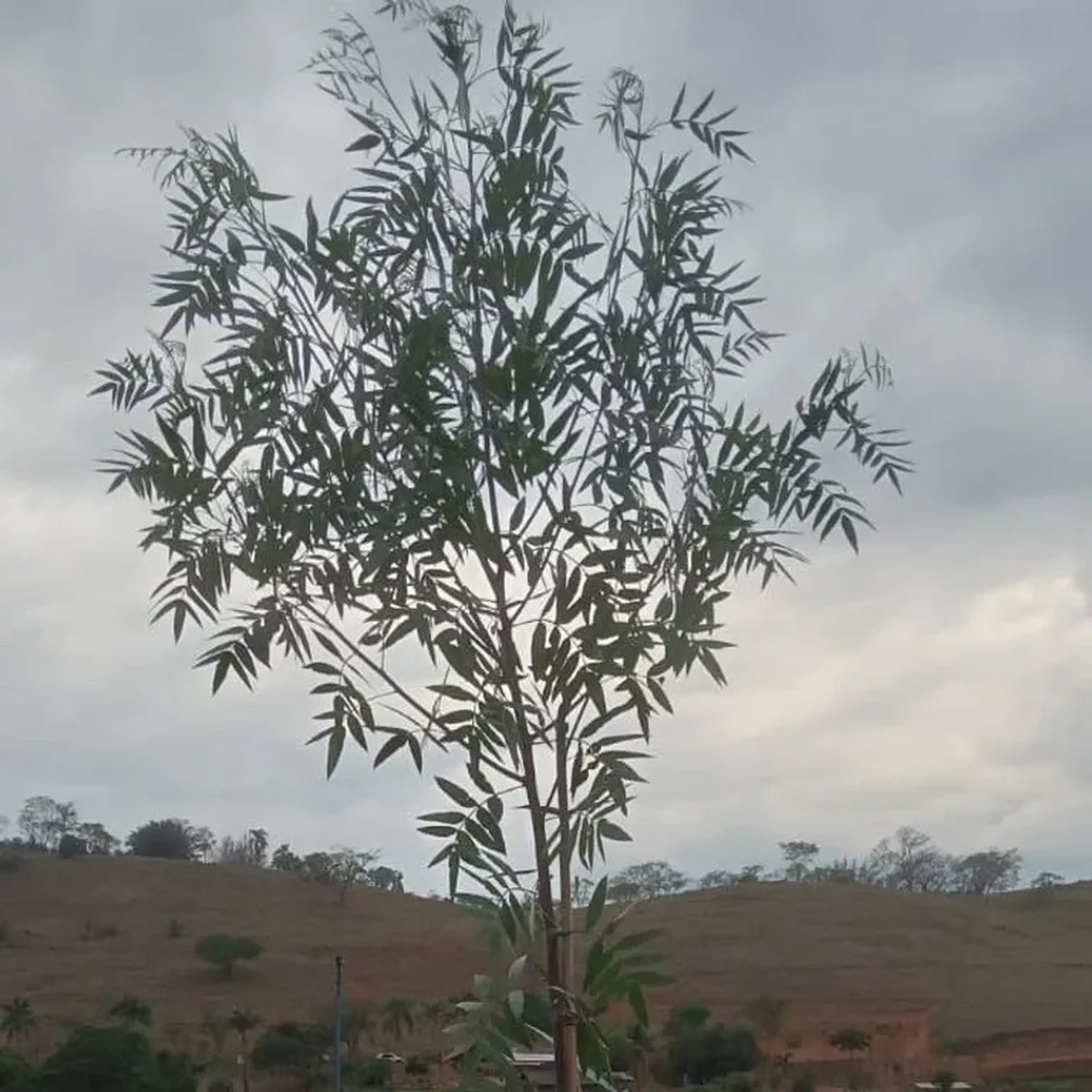 Arueira salsa 2 metros imagem