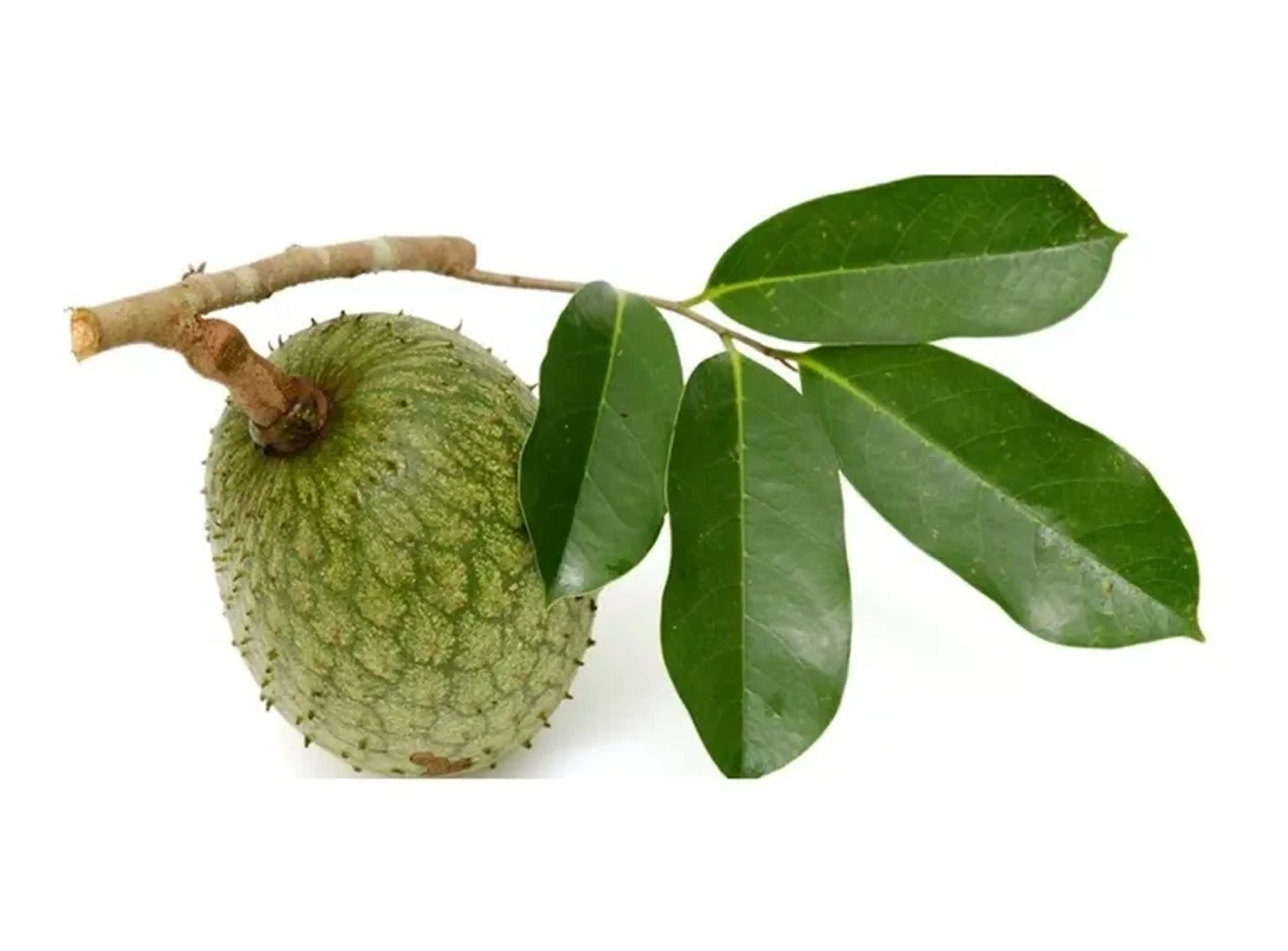 100 Folhas Frescas de Graviola orgânica imagem