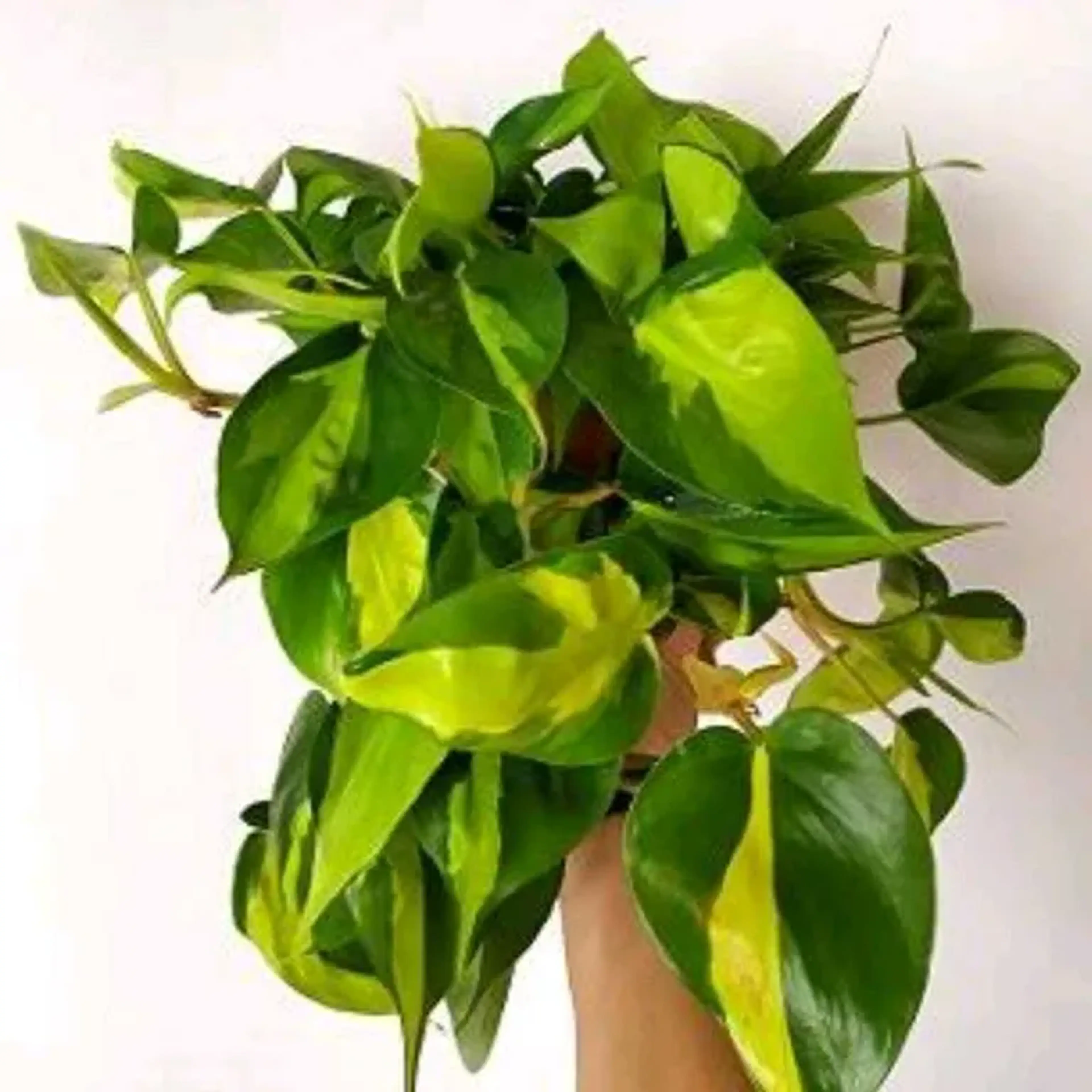 Filodendro Brasil - cuia 13 imagem