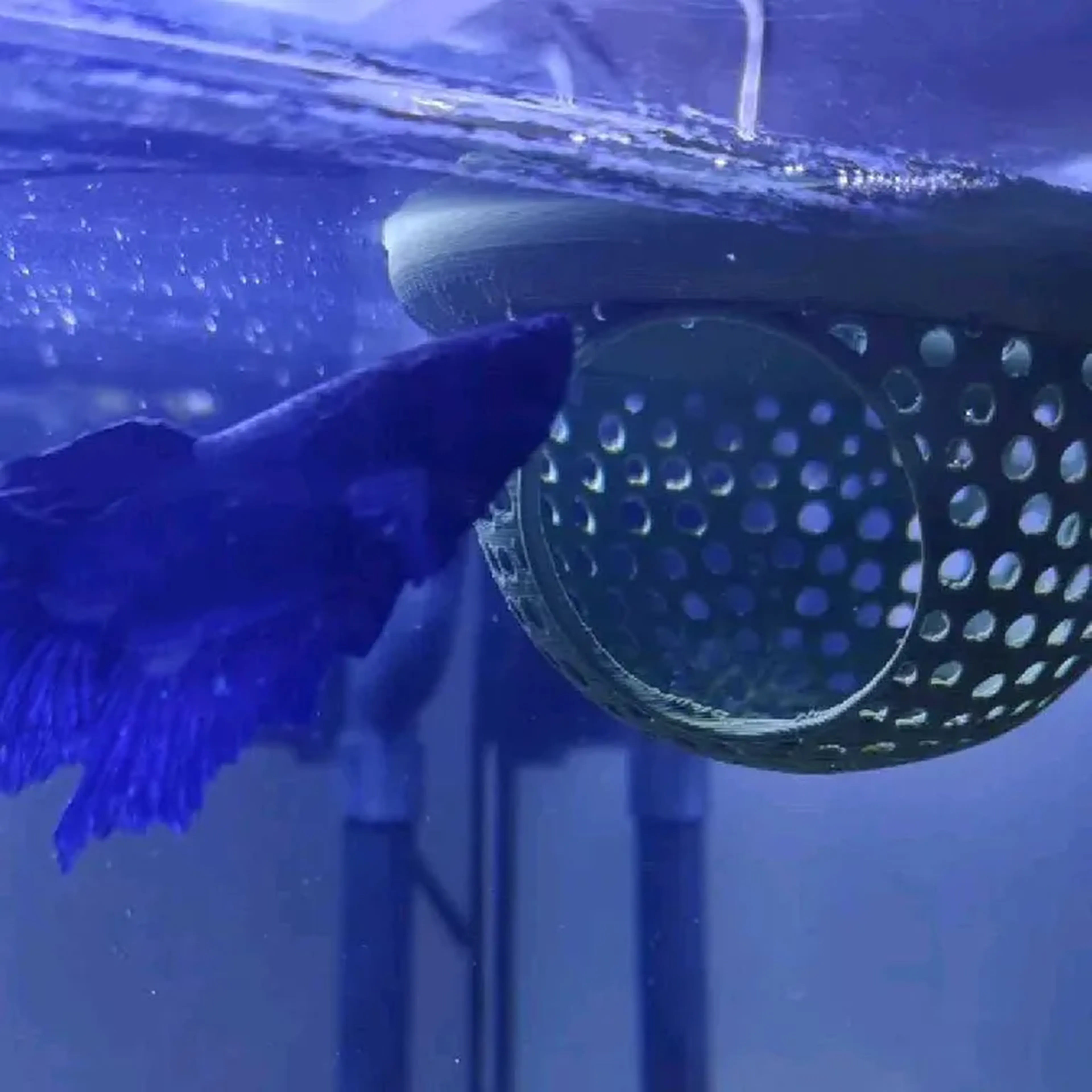 cesto descanso para Bettas imagem