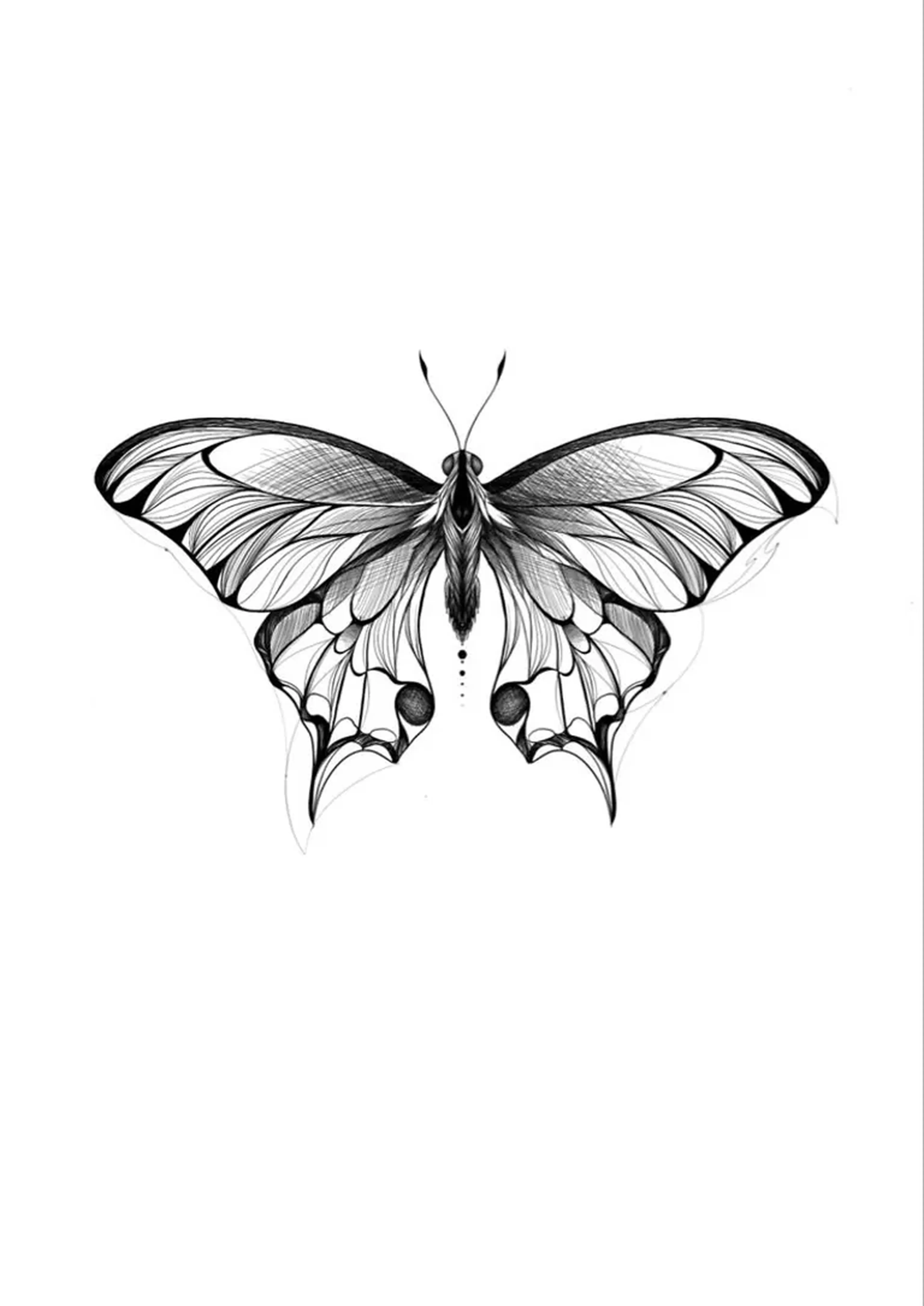 Borboleta - (Valor Promocional) - Leia a descrição imagem
