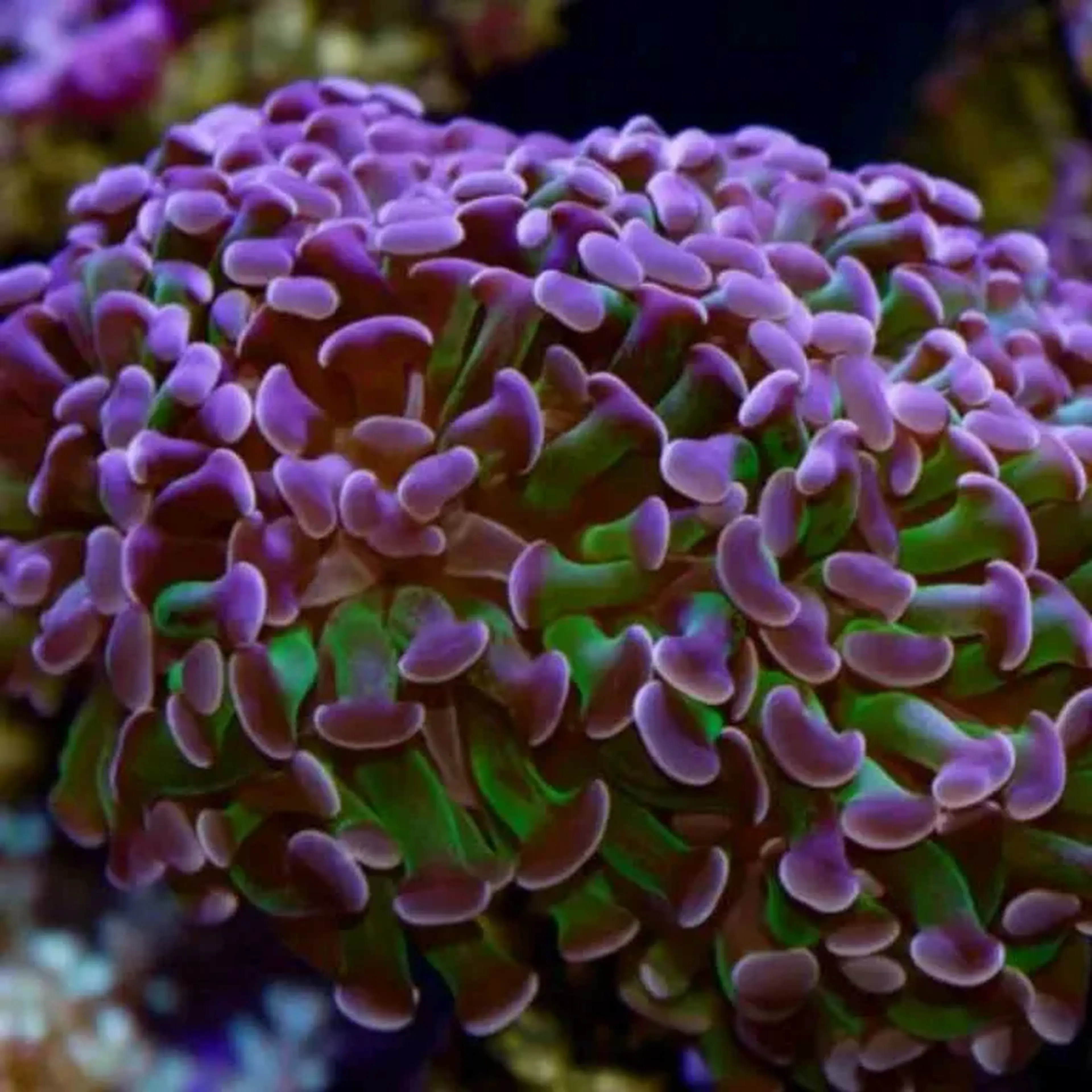 Hammer Salomon Boca imagem