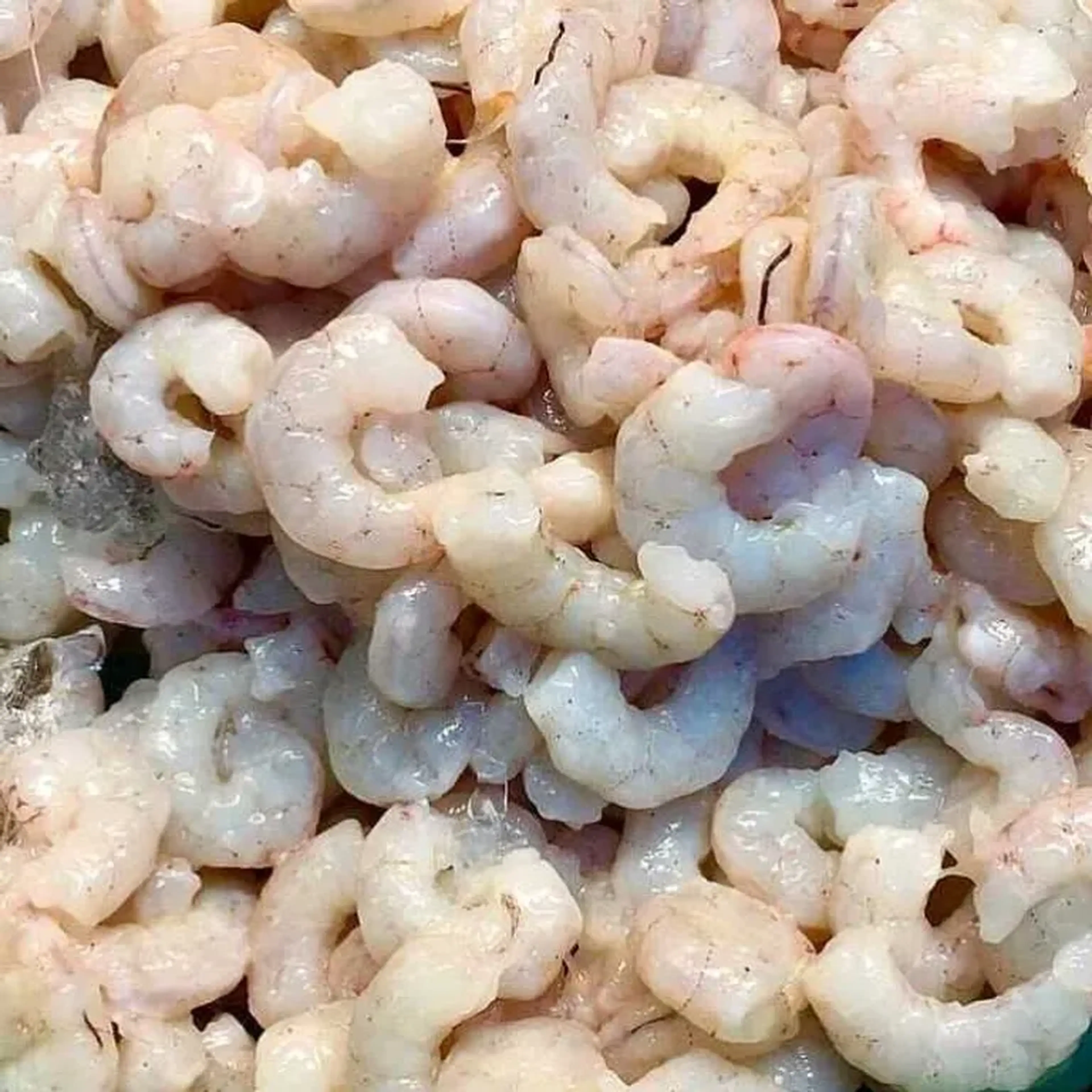 CAMARÃO 7 BARBAS imagem