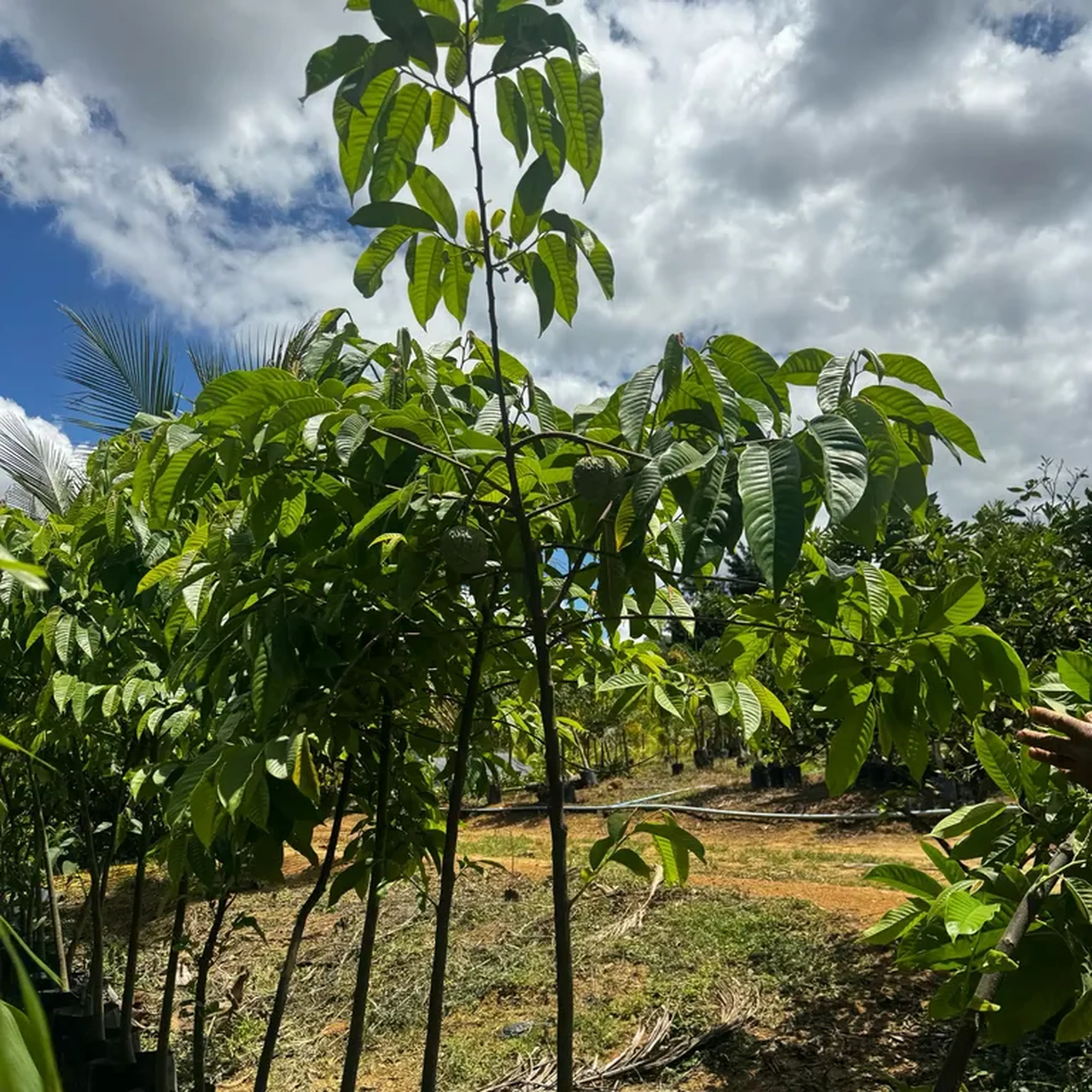 Fruta do conde produzindo (G) imagem
