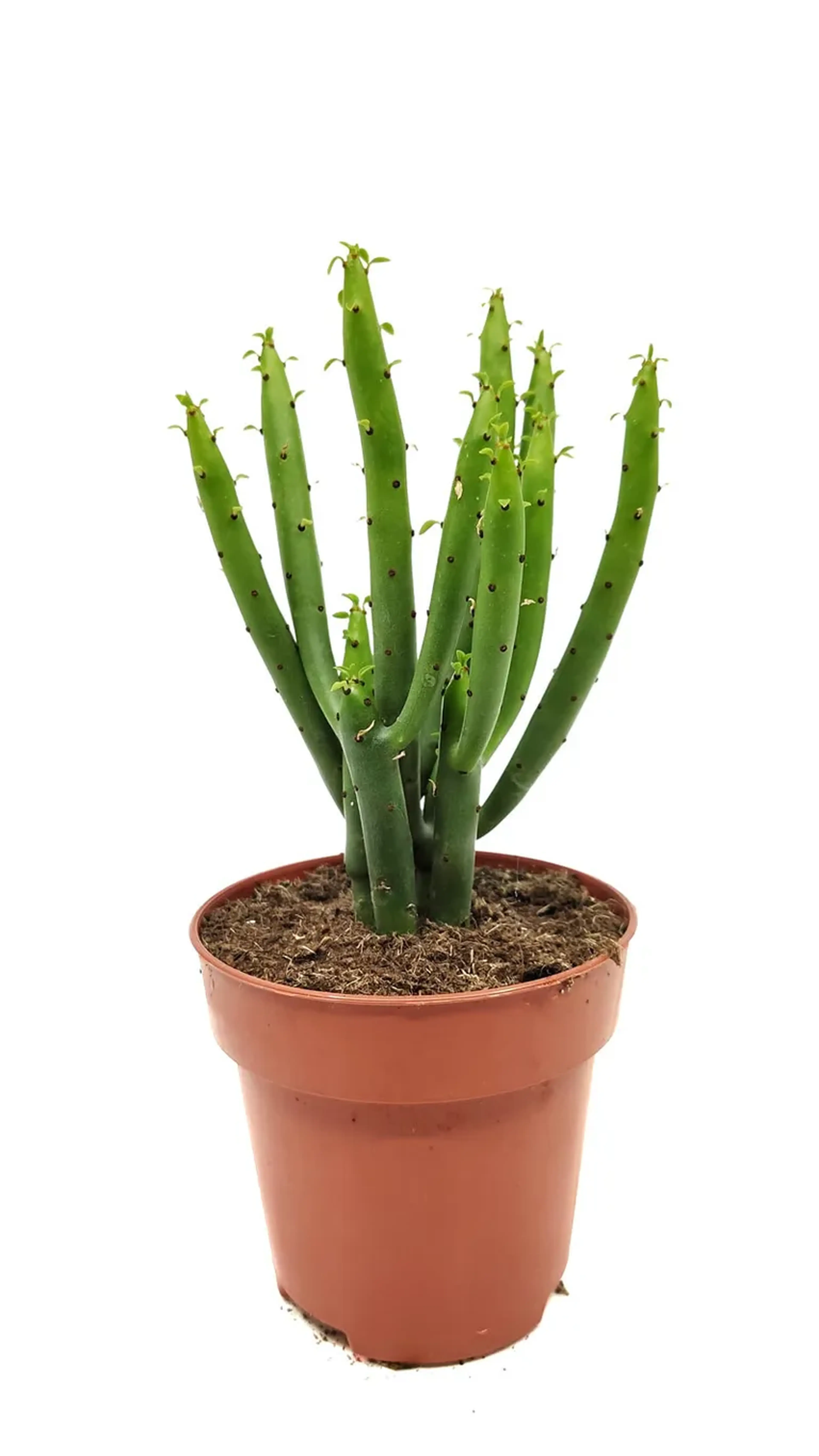 Euphorbia alluaudi (muda enraizada) imagem
