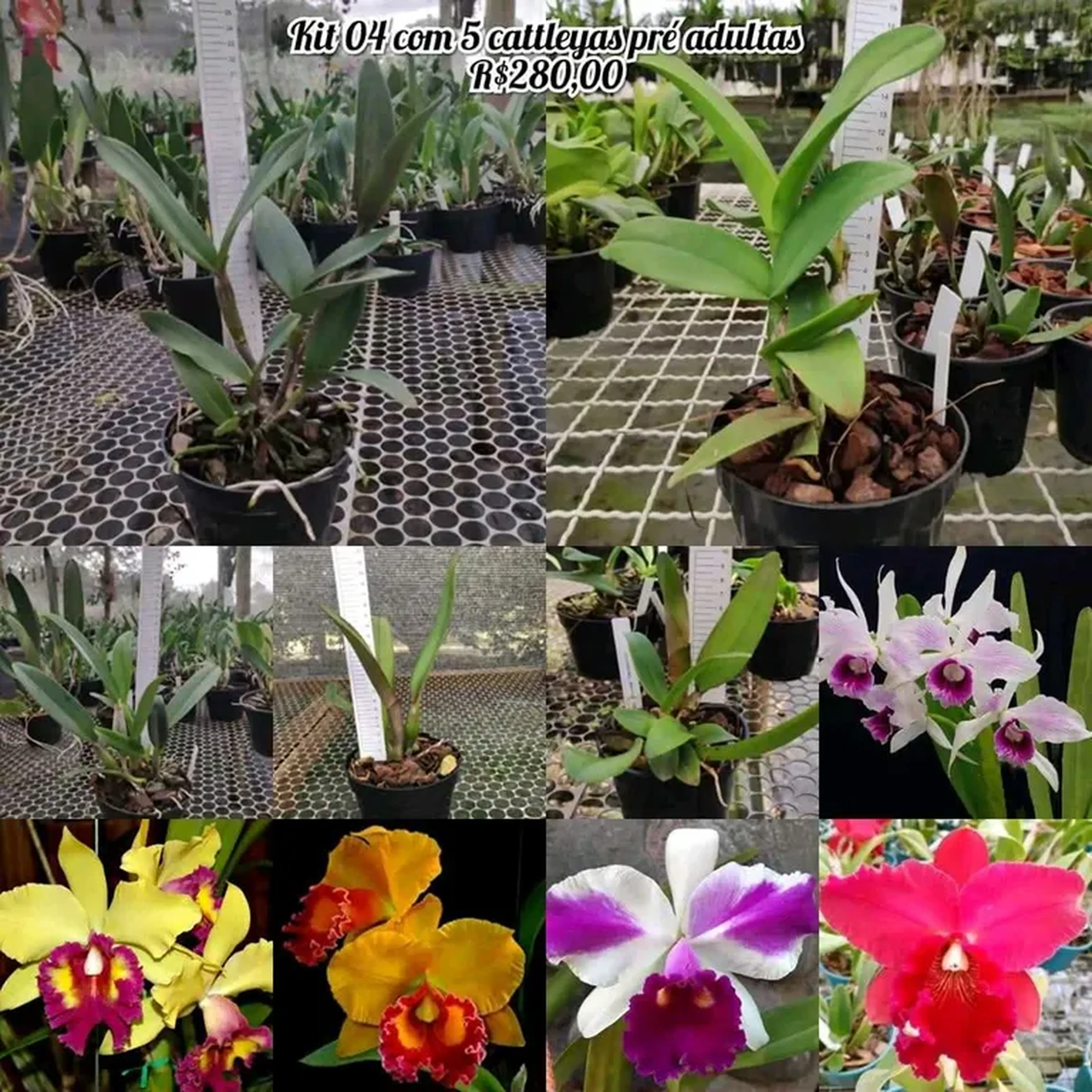 kit com 5 cattleyas adultas imagem