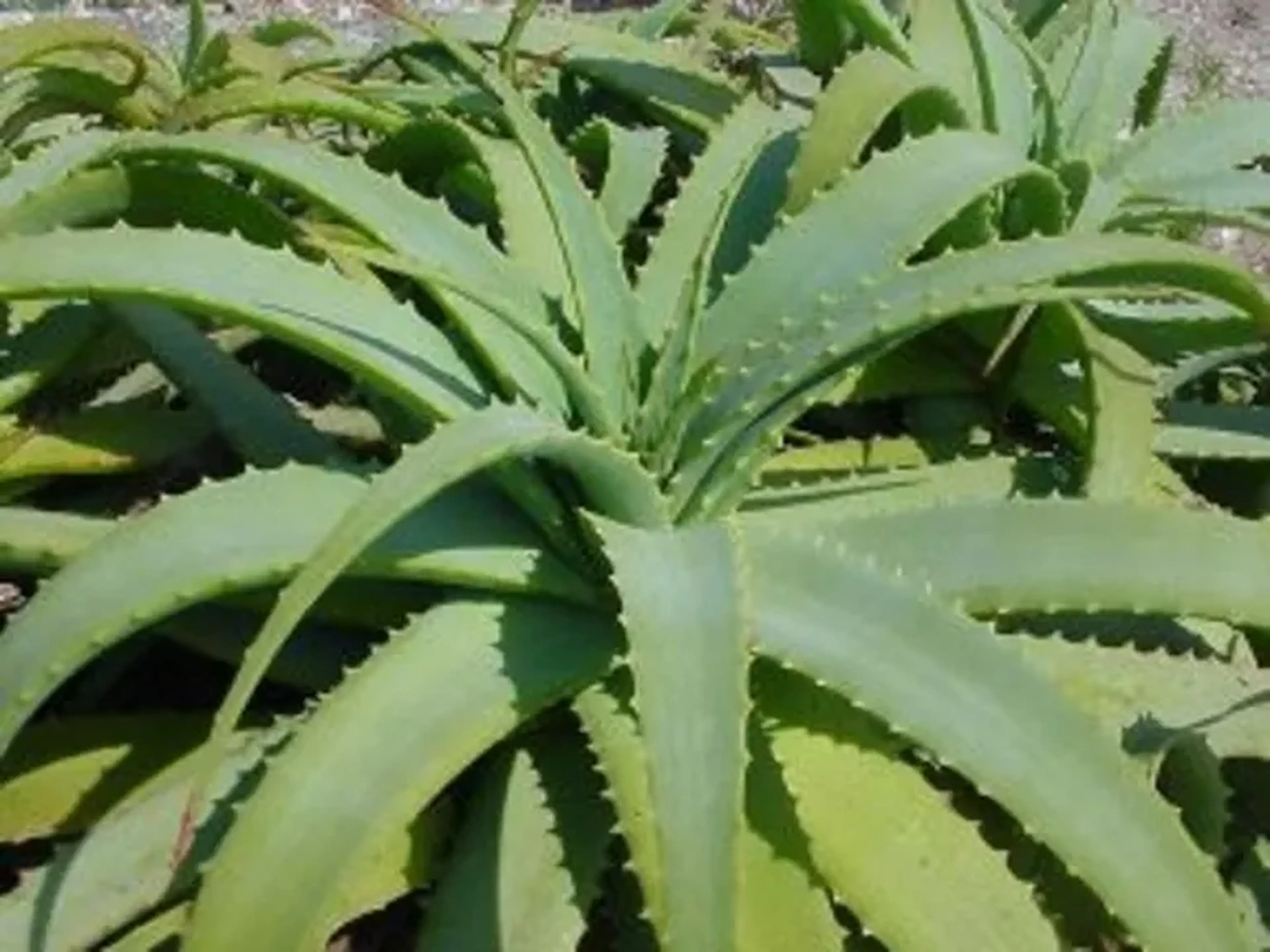 500g de folhas frescas de Aloe arborescens imagem