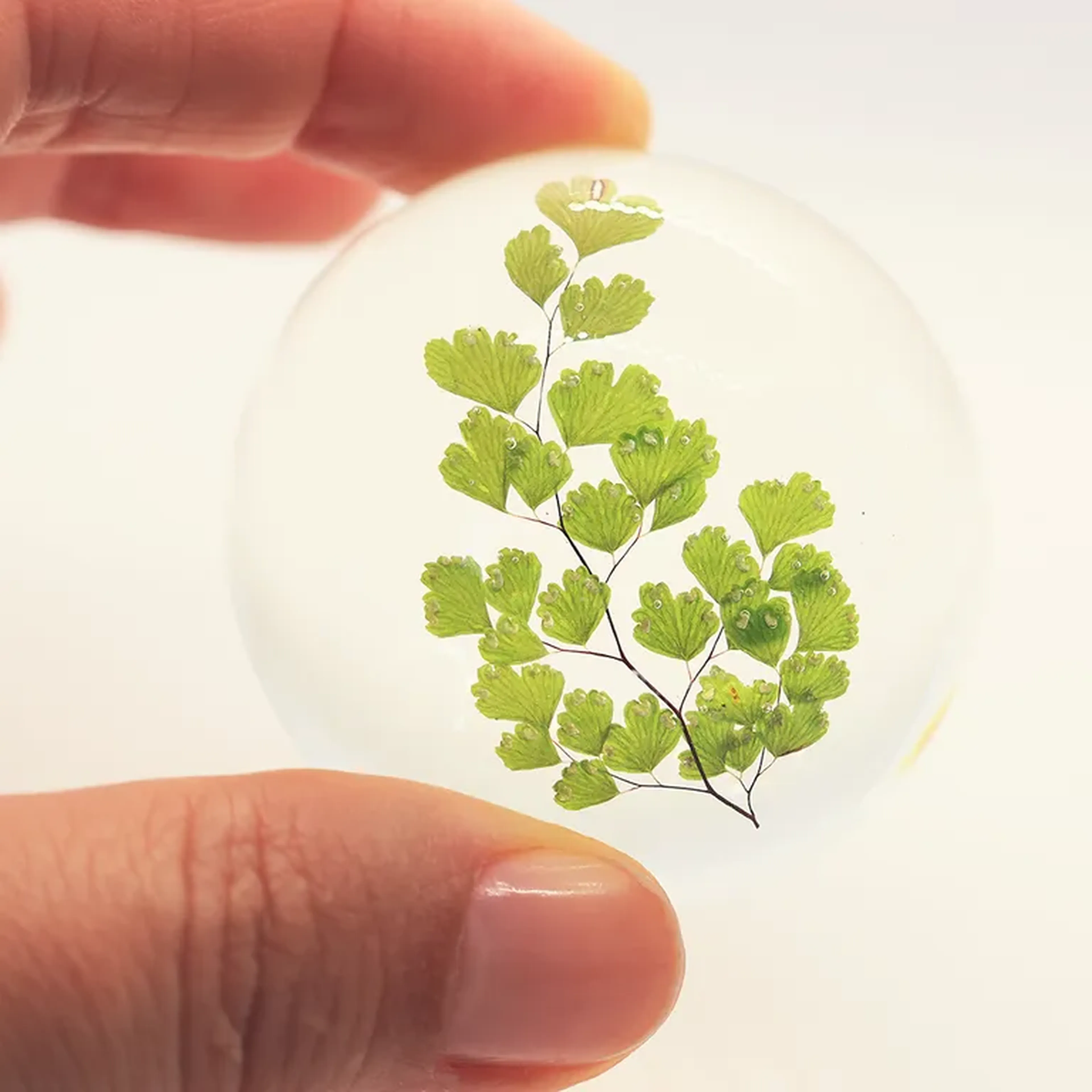 Domo M - Avenca imagem