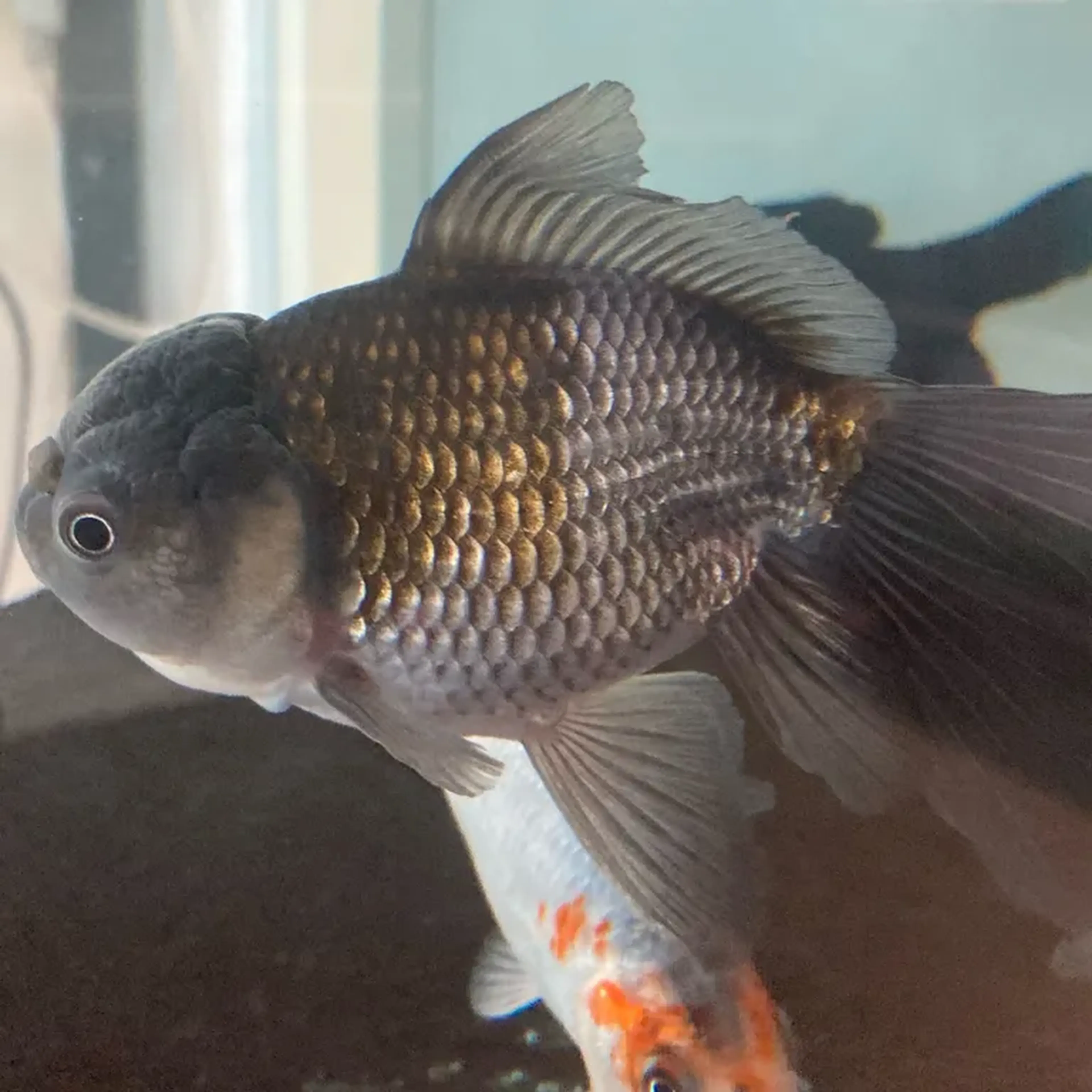 kinguio Oranda G imagem