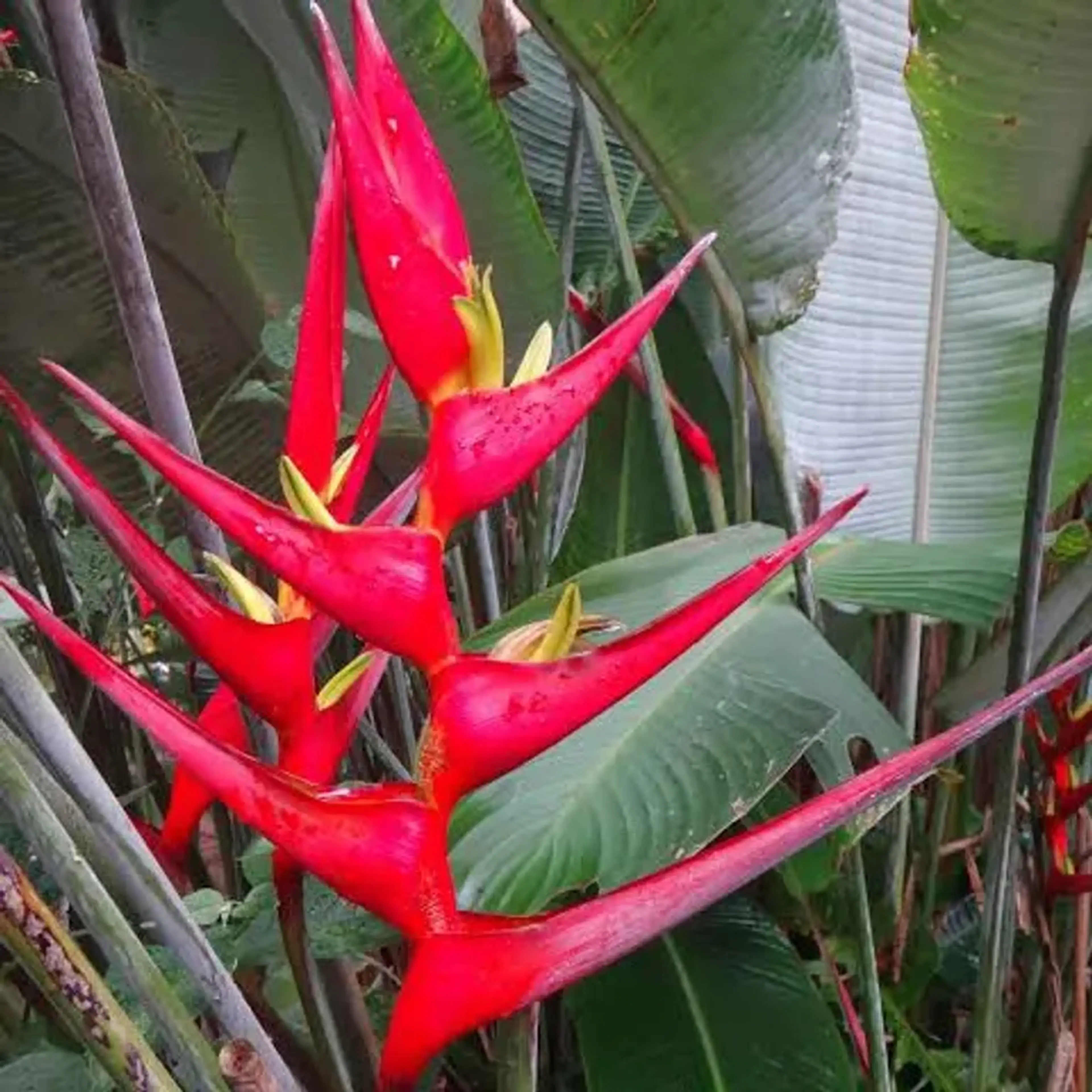 Heliconia Velloziana imagem