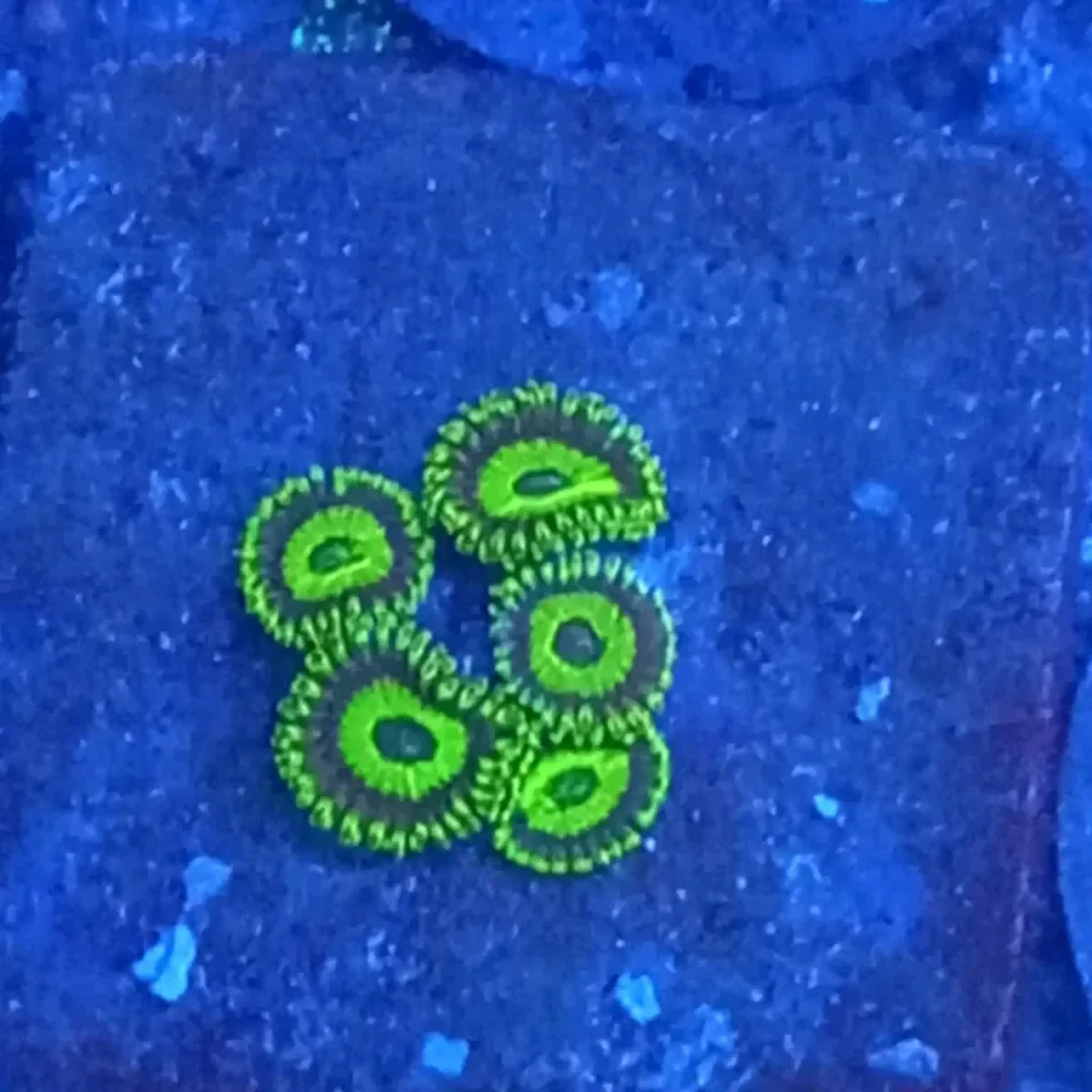 ZOANTHUS LAKERS imagem