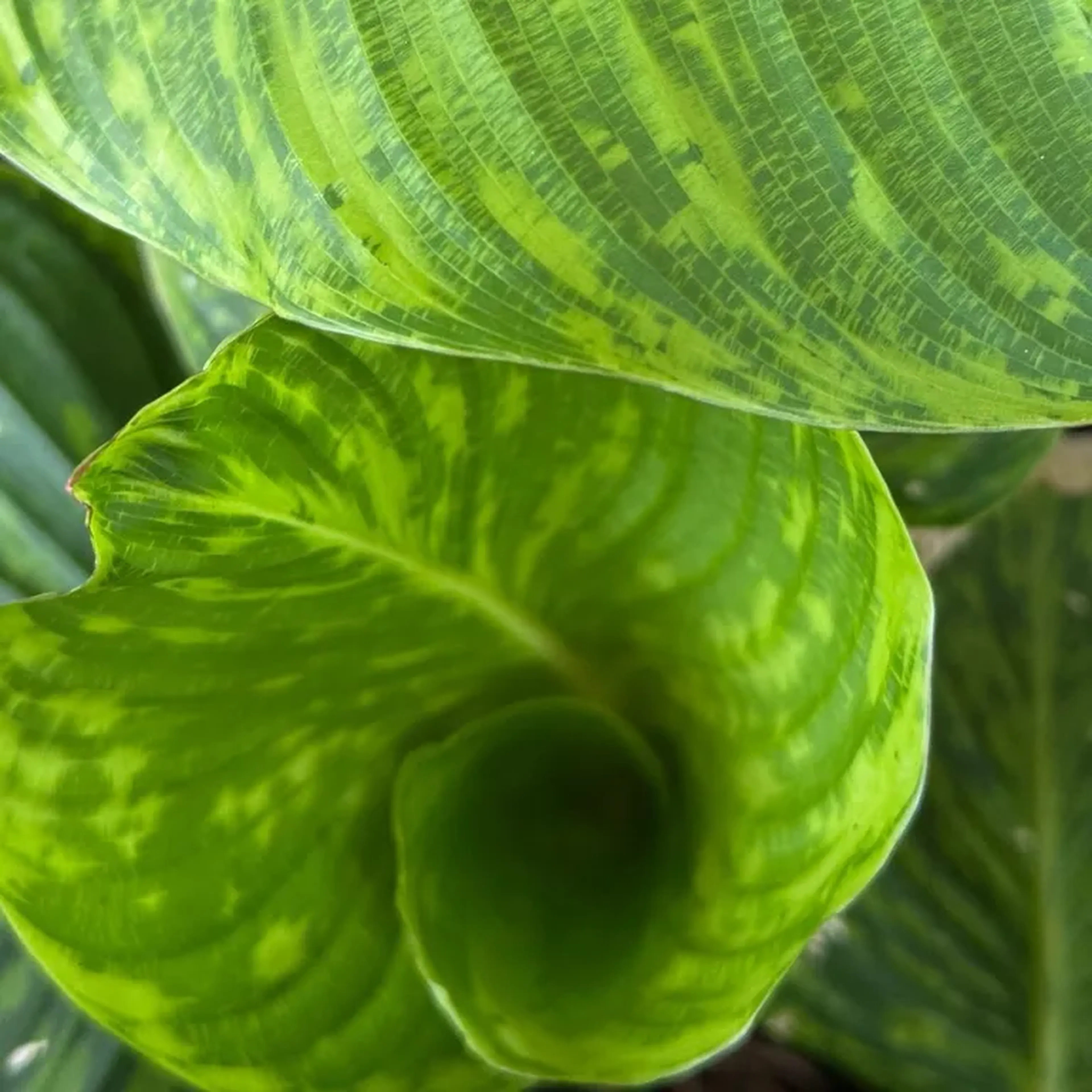 Maranta Charuto Variegata imagem