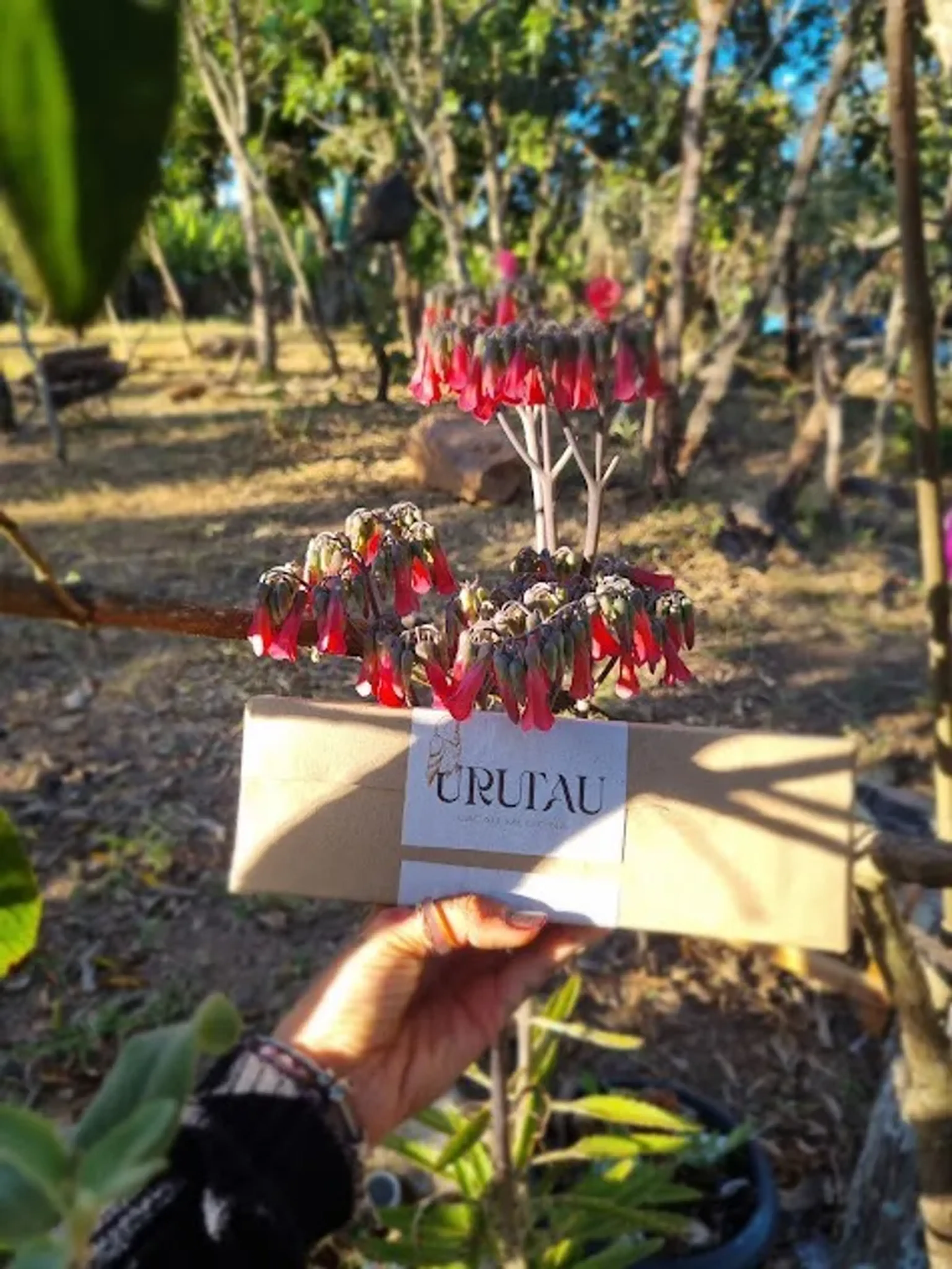 Barra de Urutau Cacau 500g imagem
