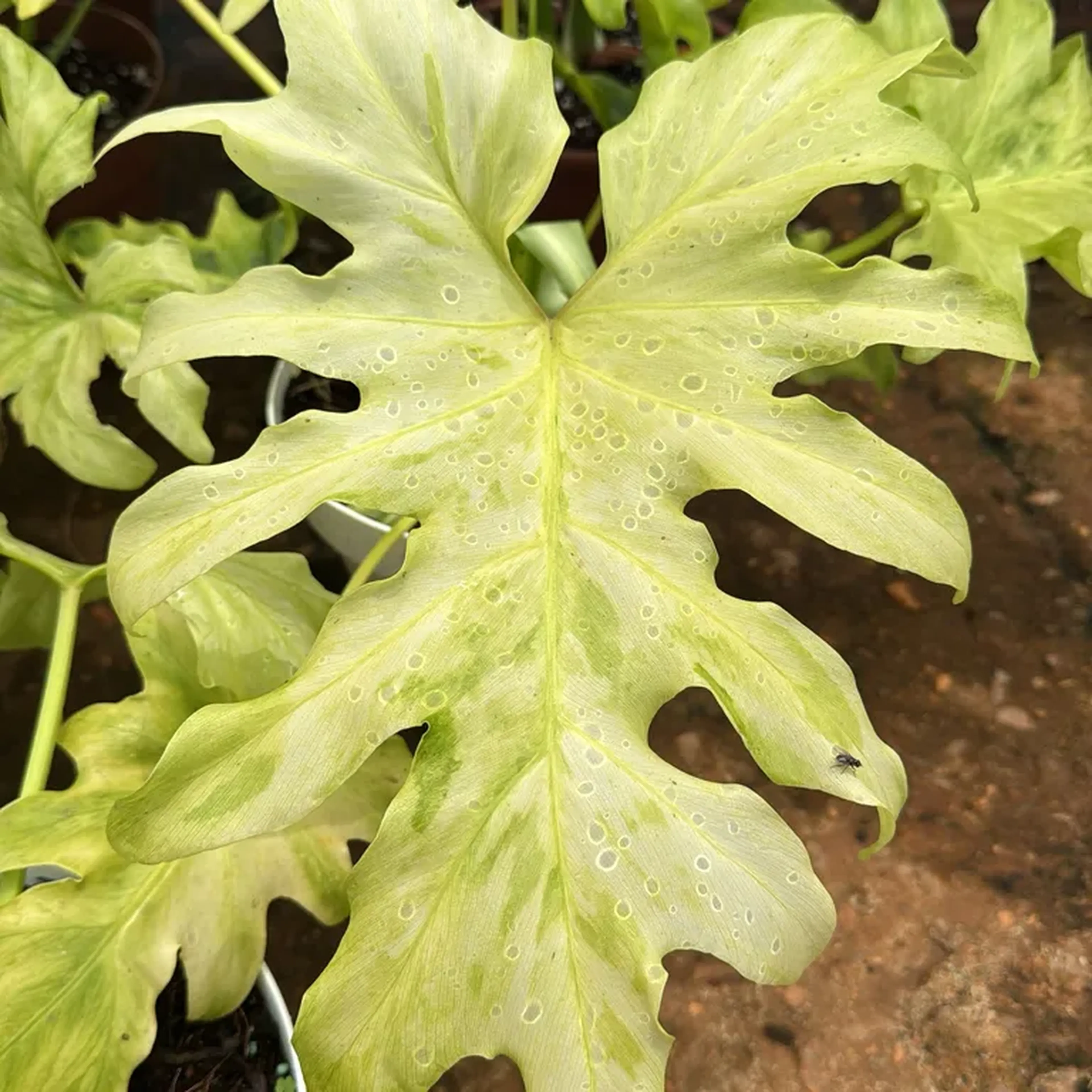 Guaimbé mint ghost imagem