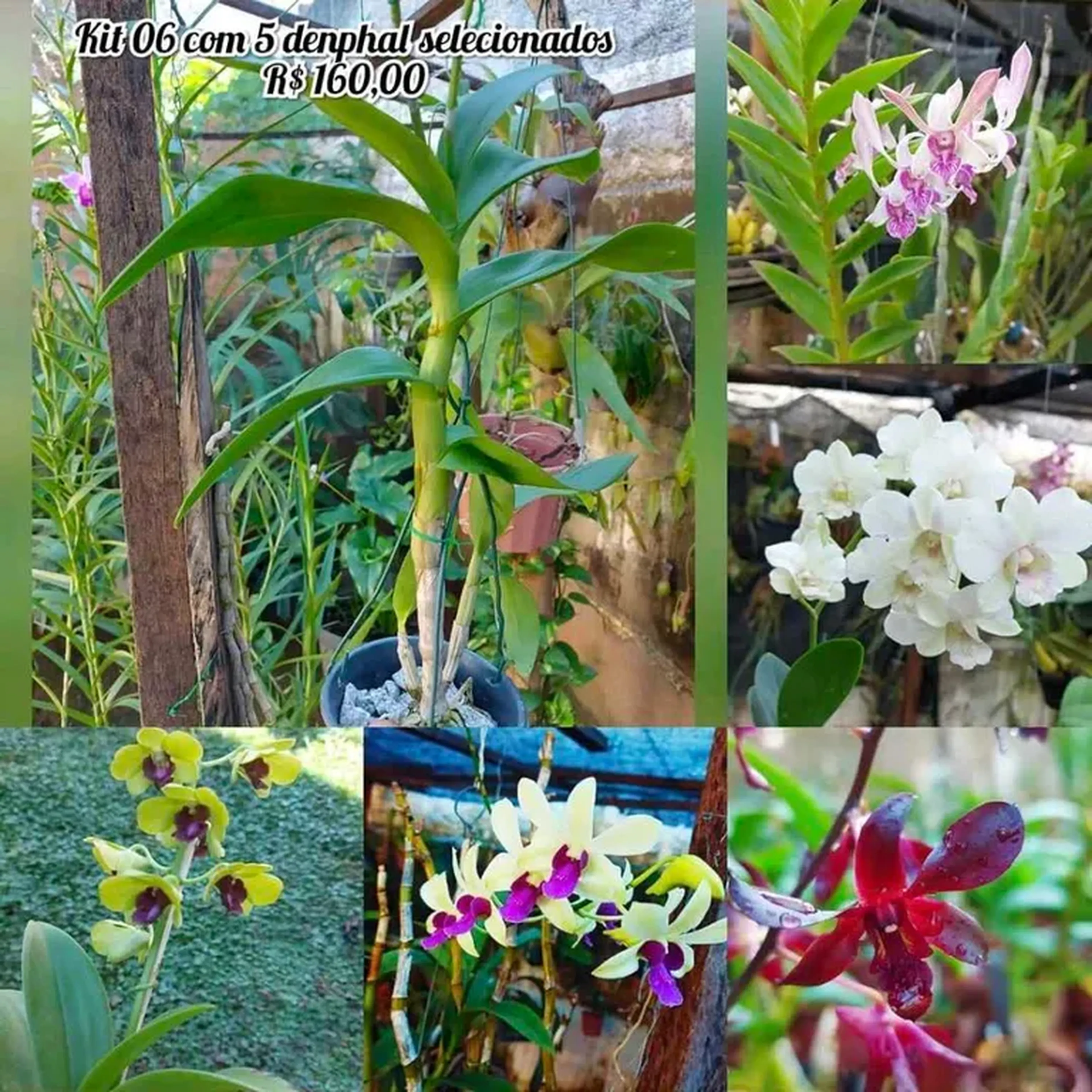 kit com 5 denphal adultos imagem