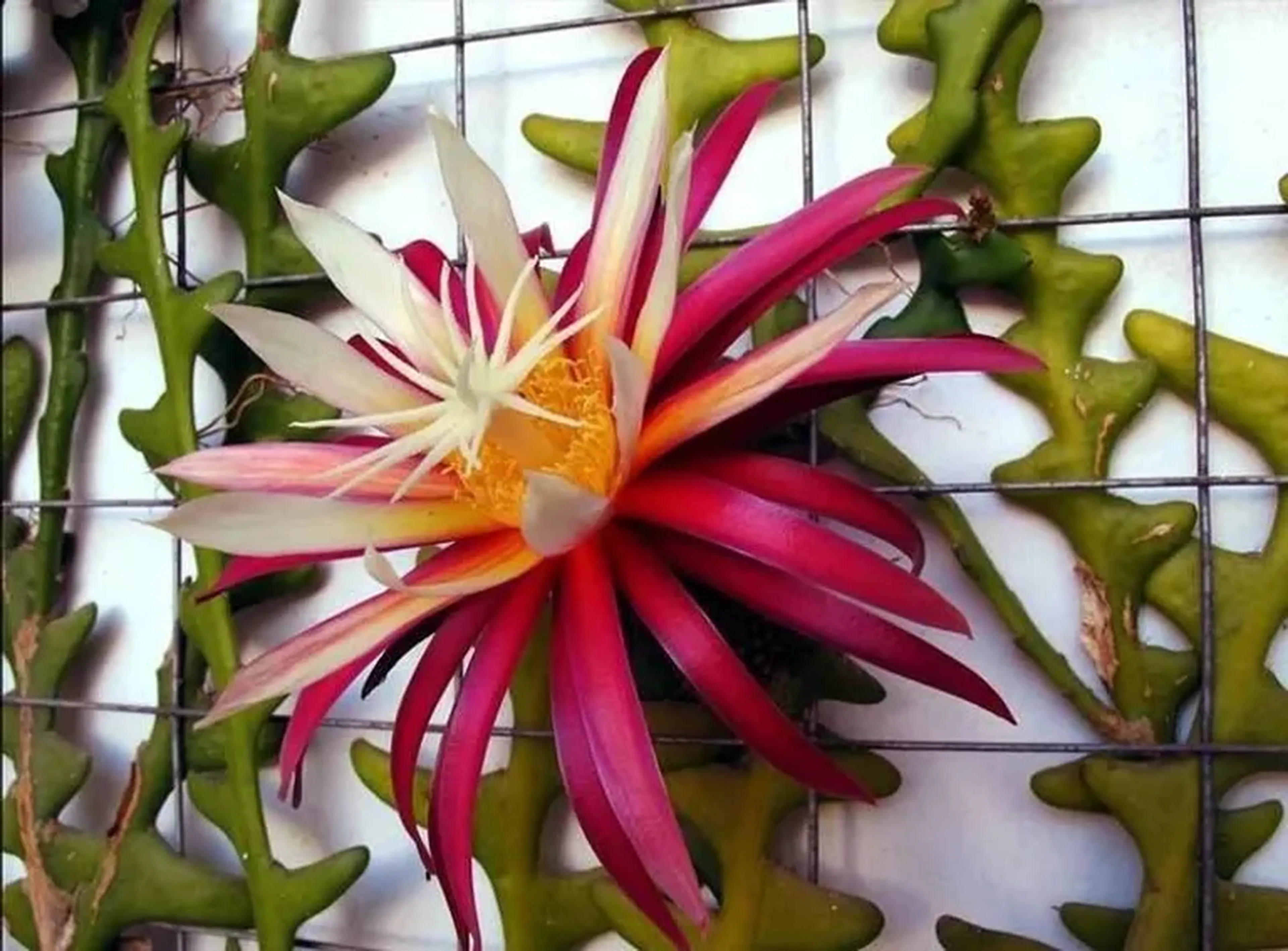 Cryptocereus anthonyanus (muda enraizada) imagem