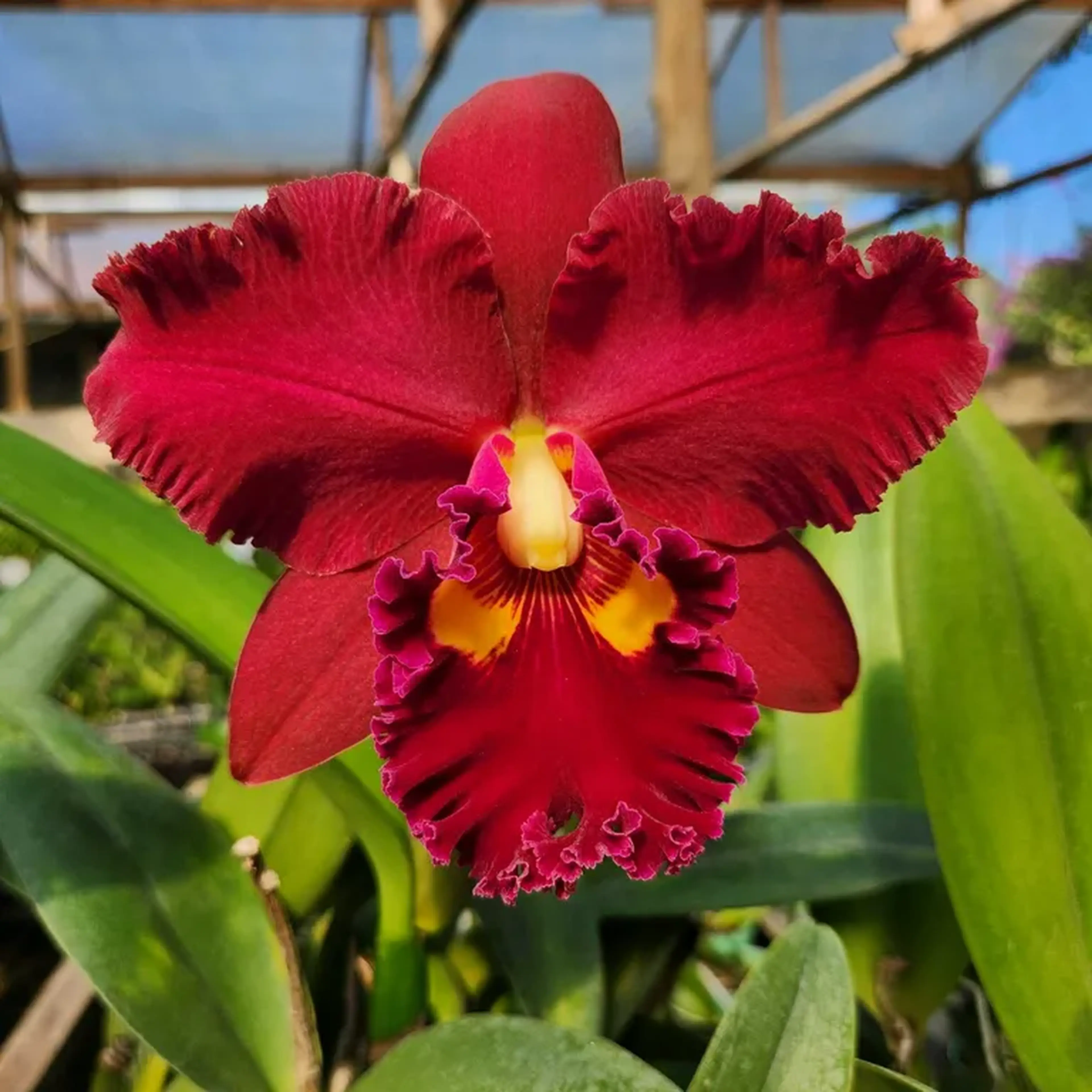 Cattleya Vermelho Híbrida Pré-adulta imagem