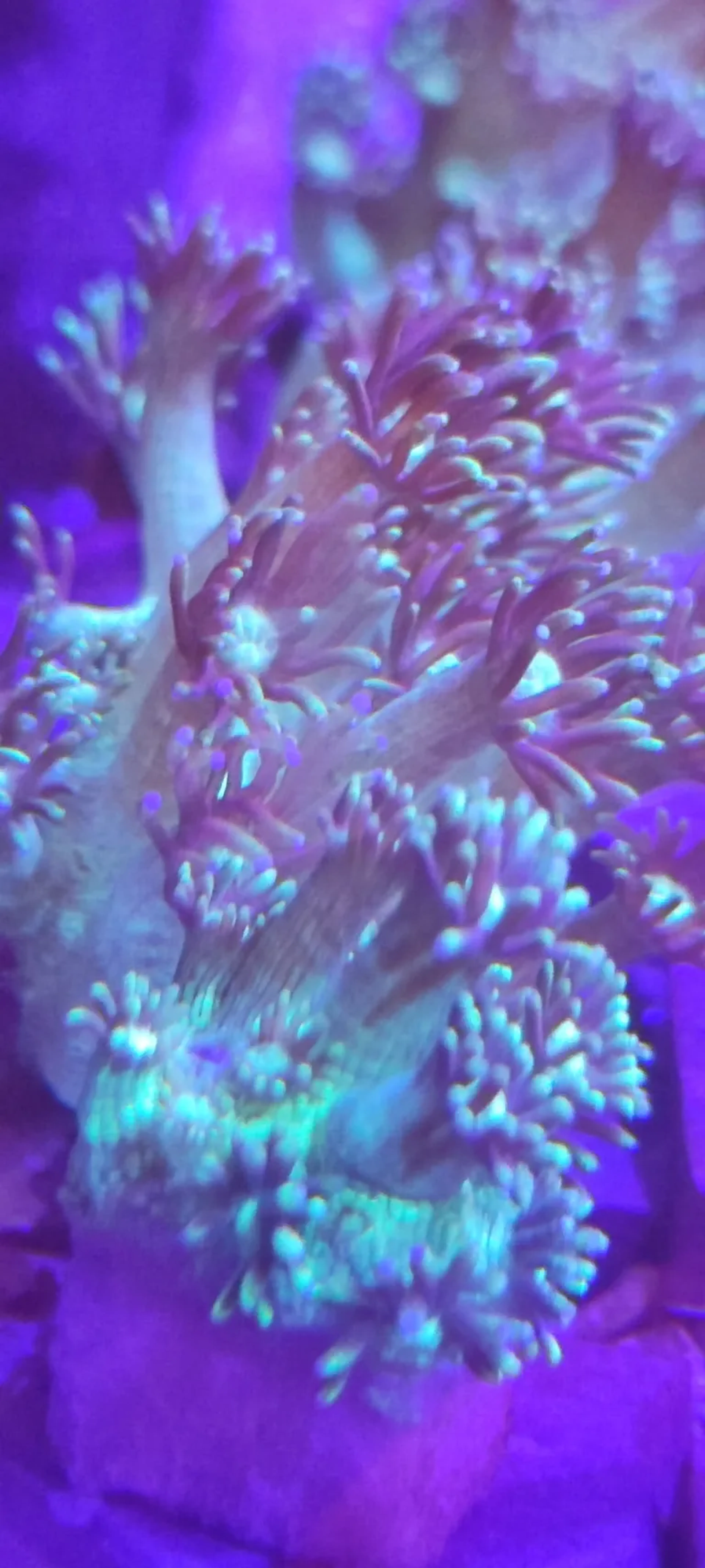 Goniopora purple( muda) imagem