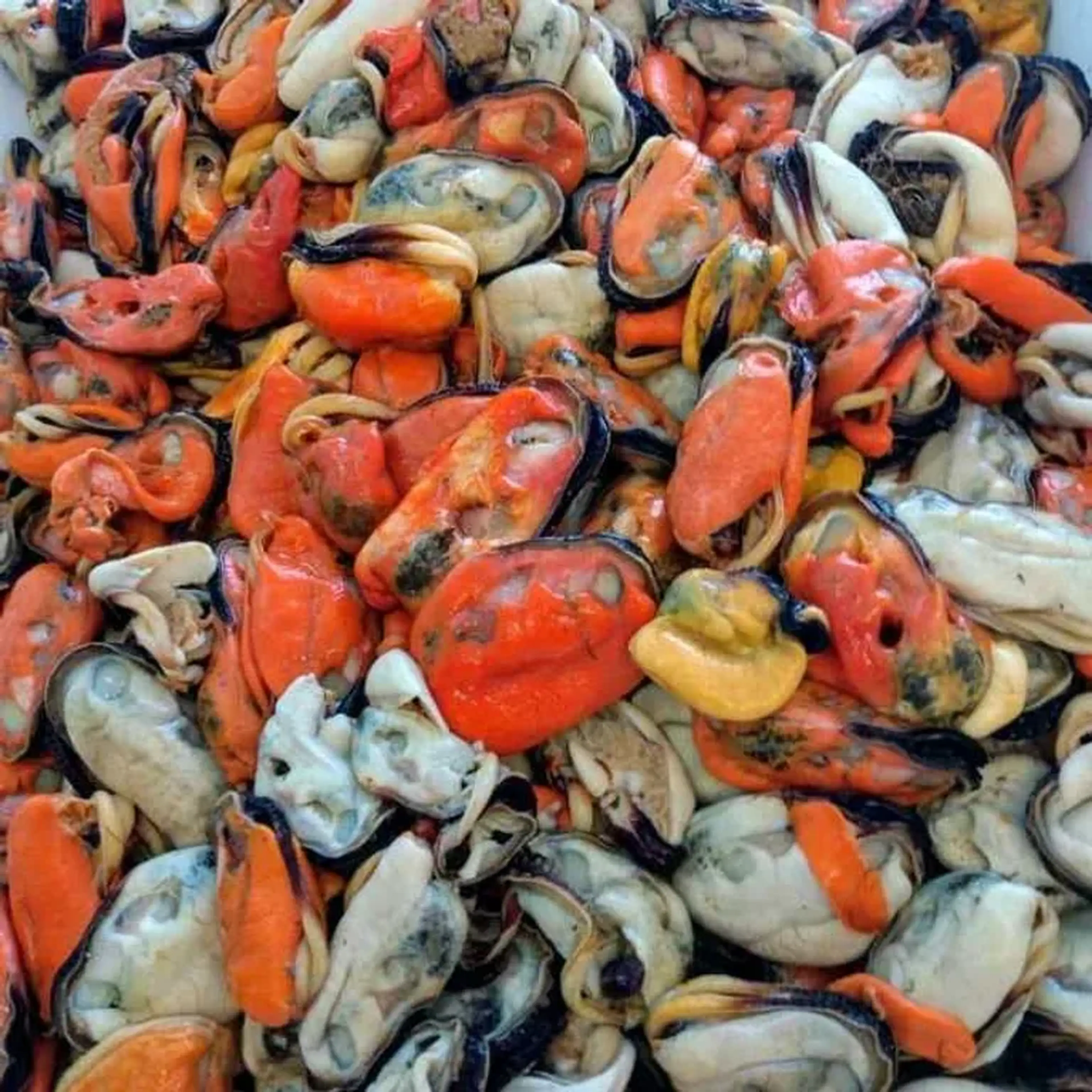 MARISCO DESCONCHADO imagem