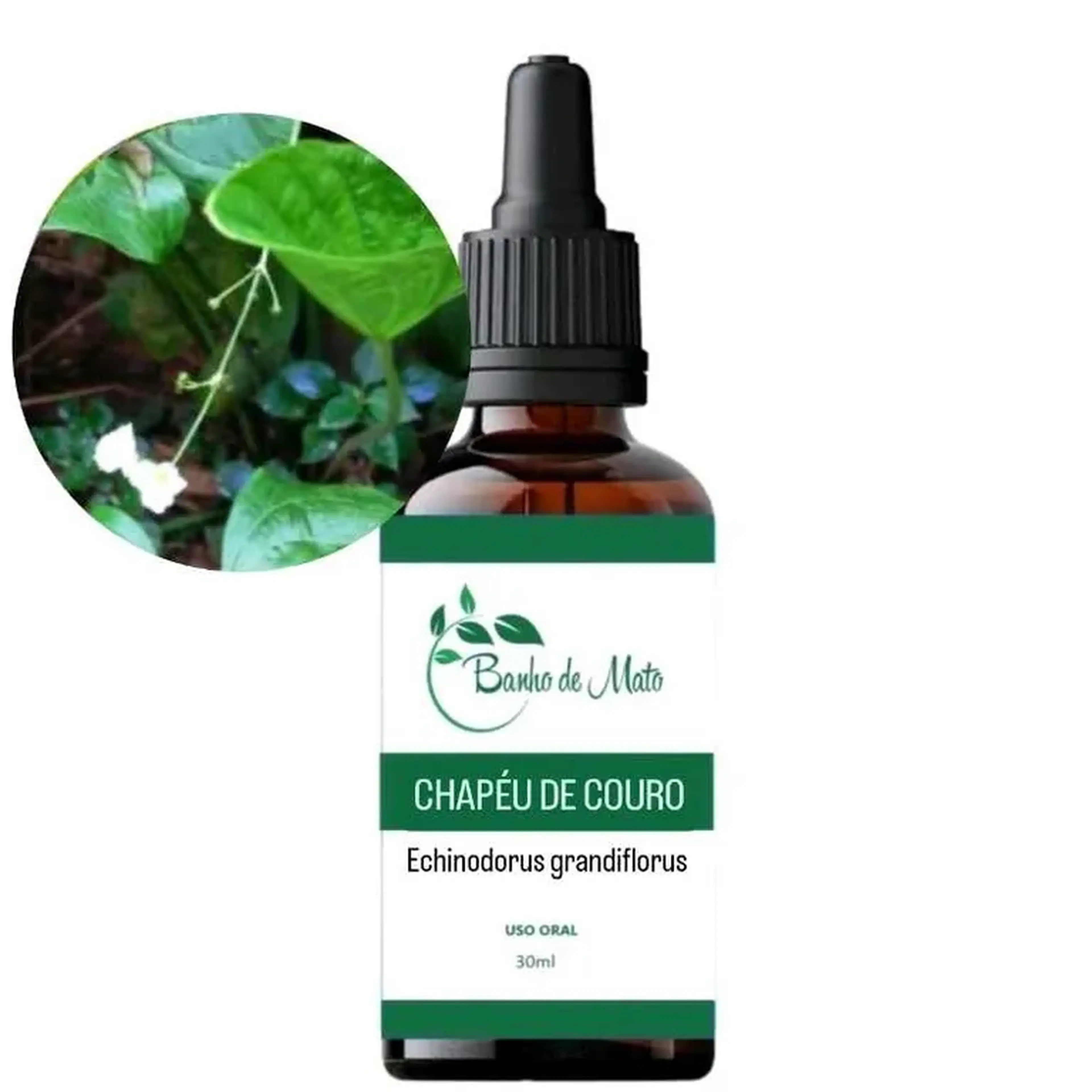 Extrato - CHAPÉU DE COURO (Echinodorus grandiflorus) imagem