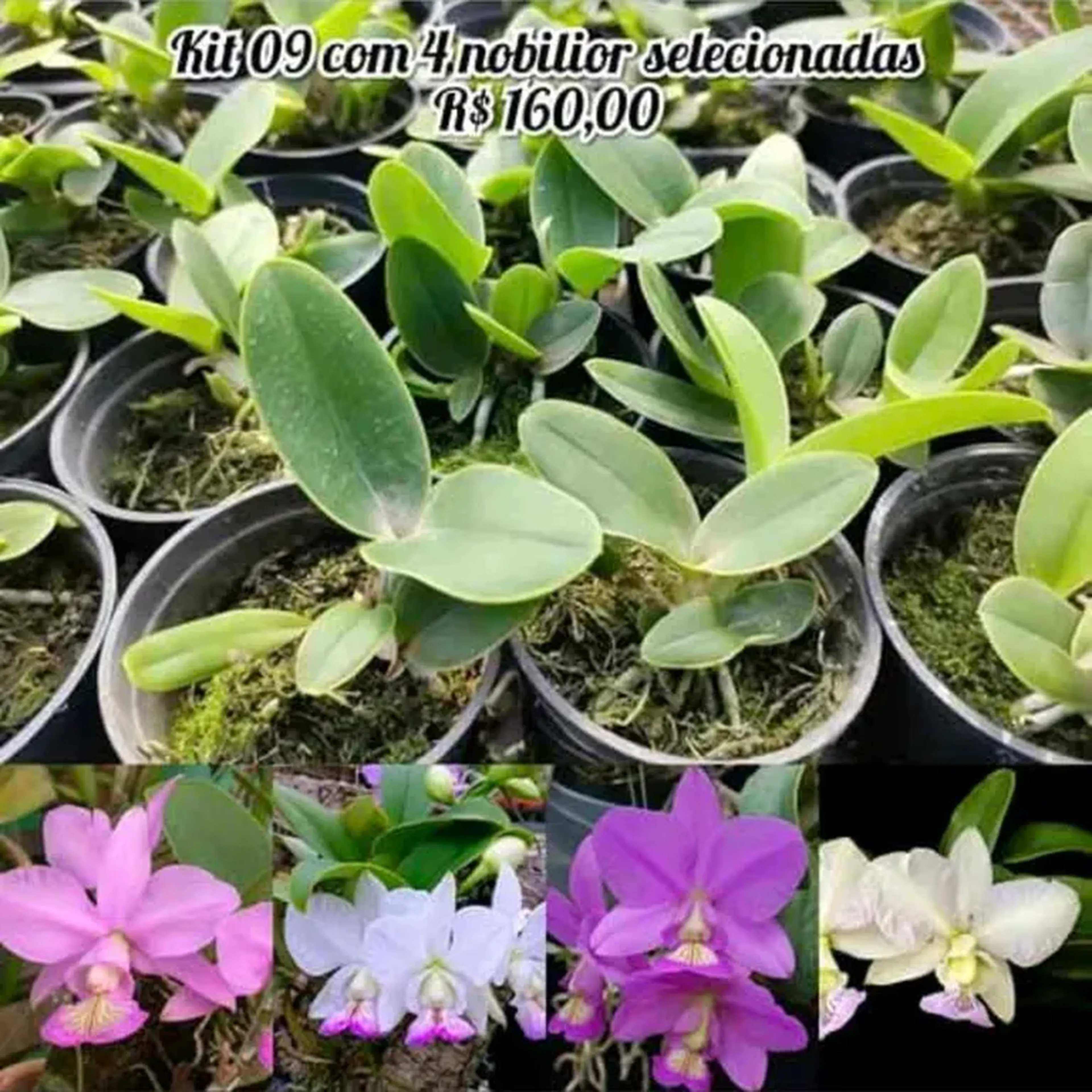 kit com 4 cattleya nobilior imagem