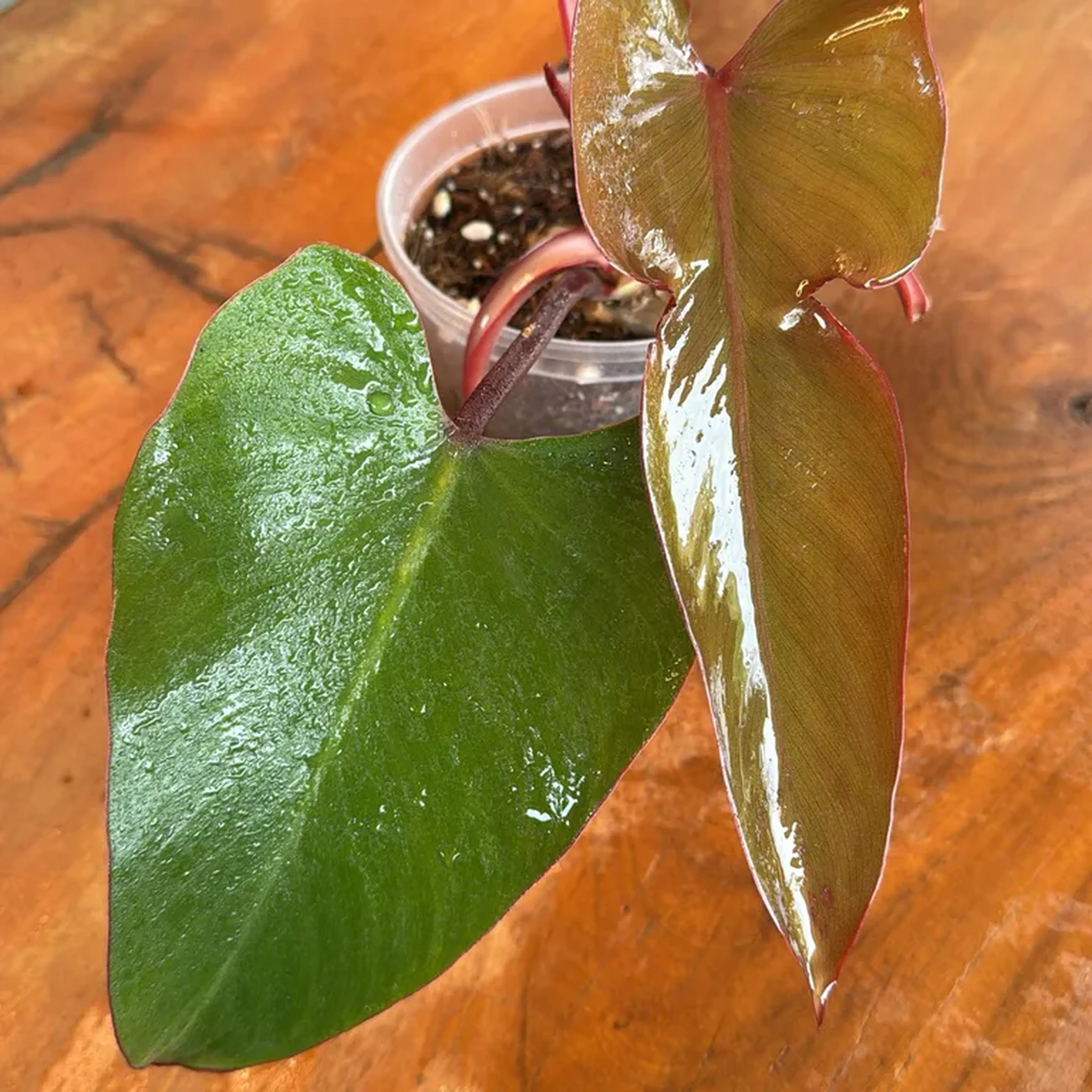 Philodendron Sanguíneo pote 15 imagem