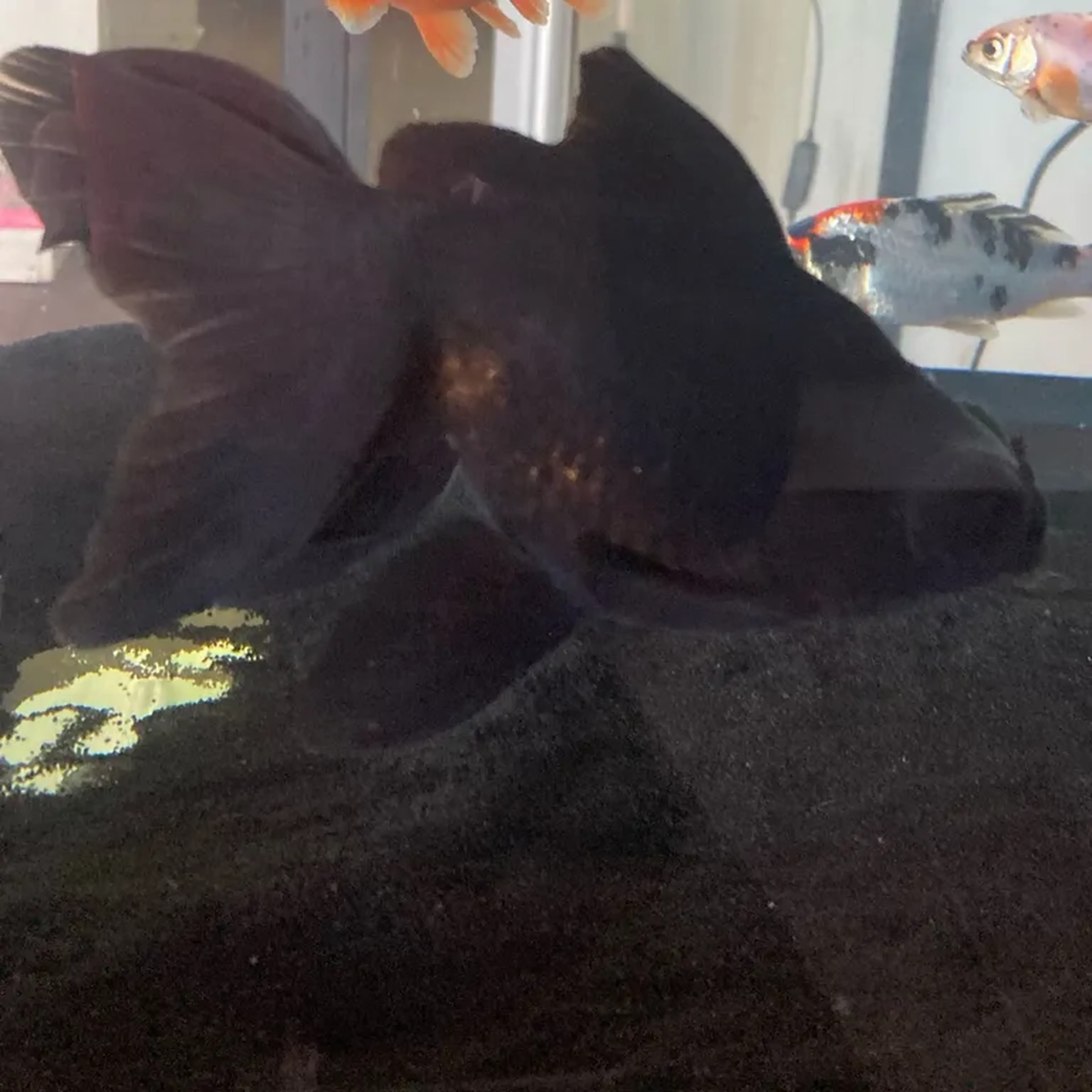 kinguio telescópio negro G imagem