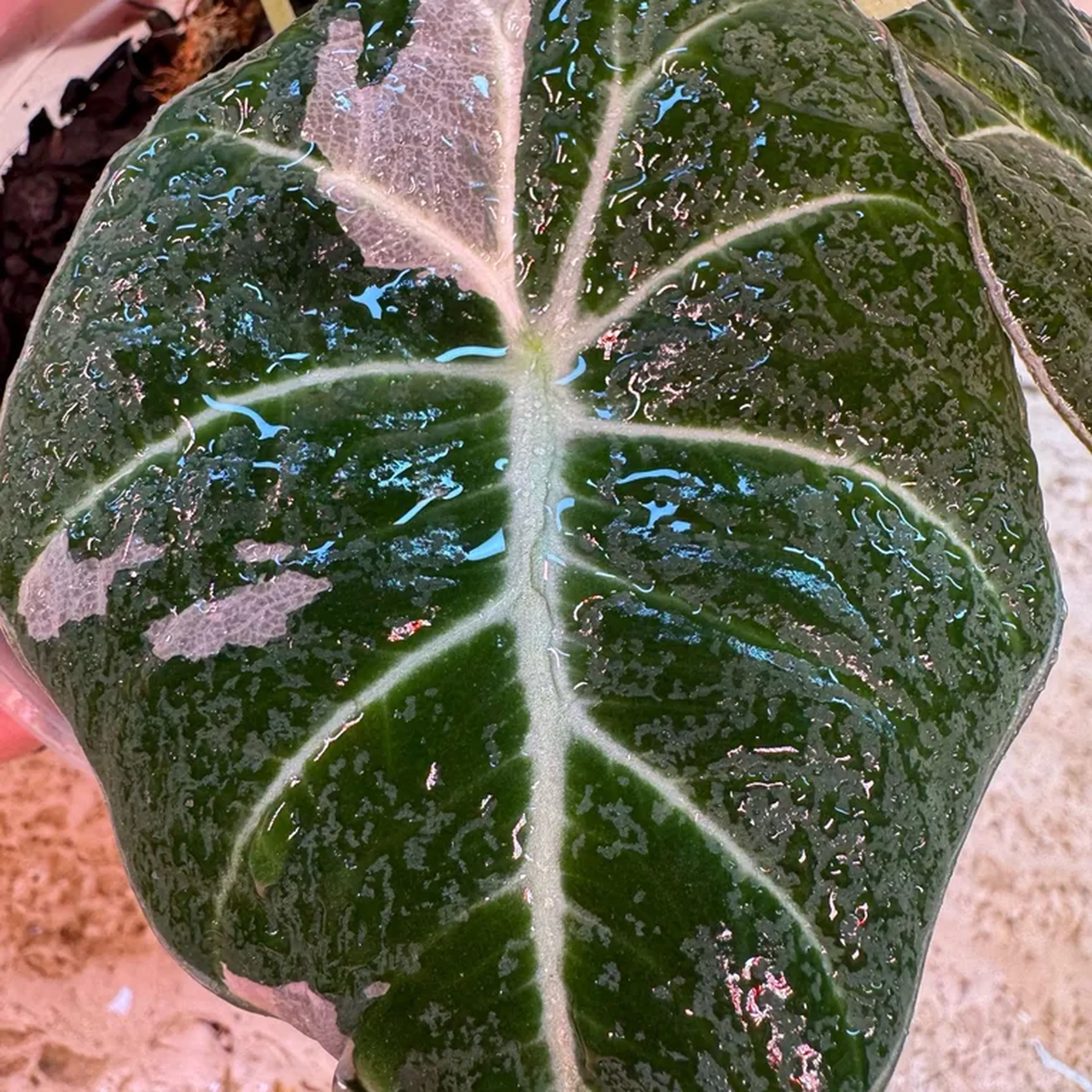 Alocasia Black Velvet Variegata imagem