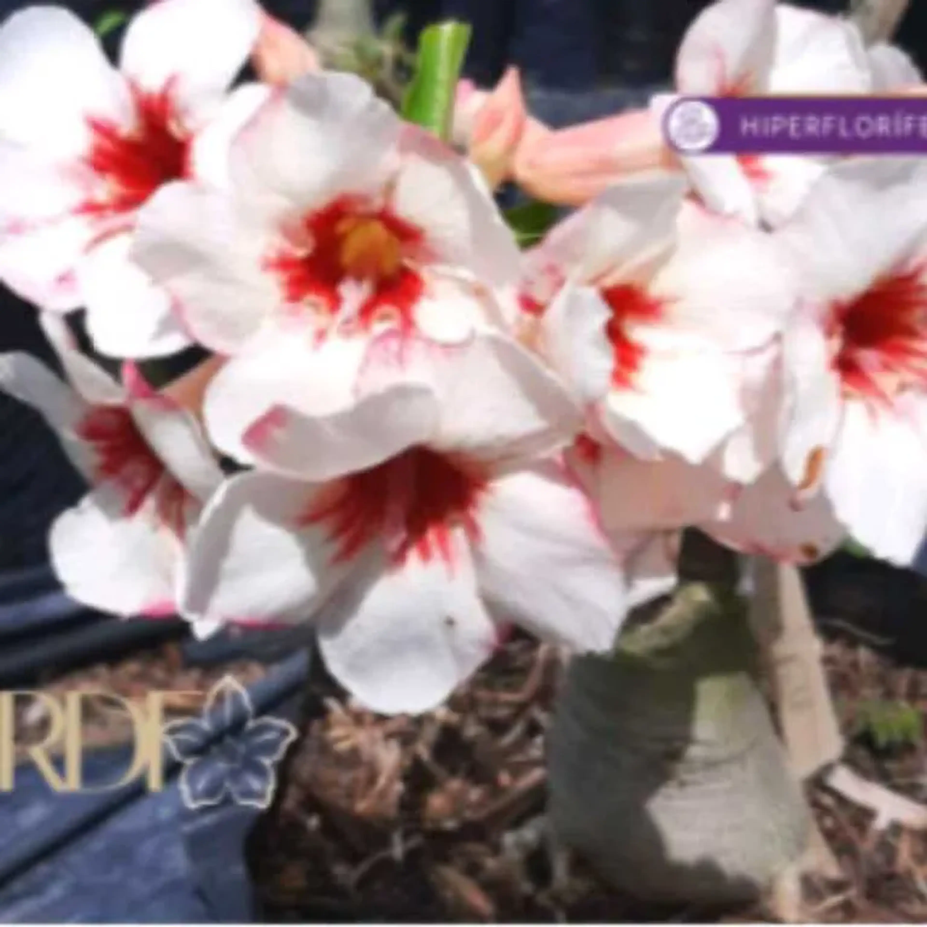 Rosa do deserto Lucky white imagem